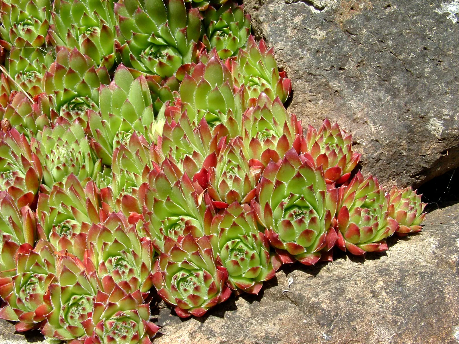 Imbricata Echeveria (Echeveria 'Imbricata') — orange and pink and red flowers in the garden
