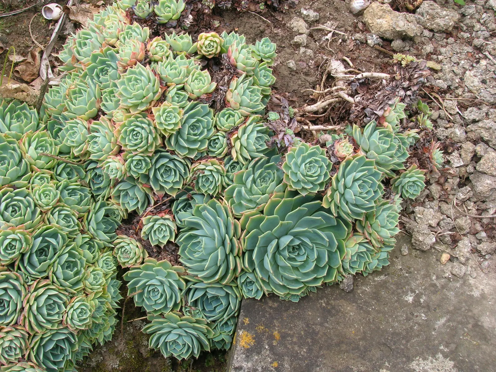 Imbricata Echeveria (Echeveria 'Imbricata') — which appear at the base of the parent plant