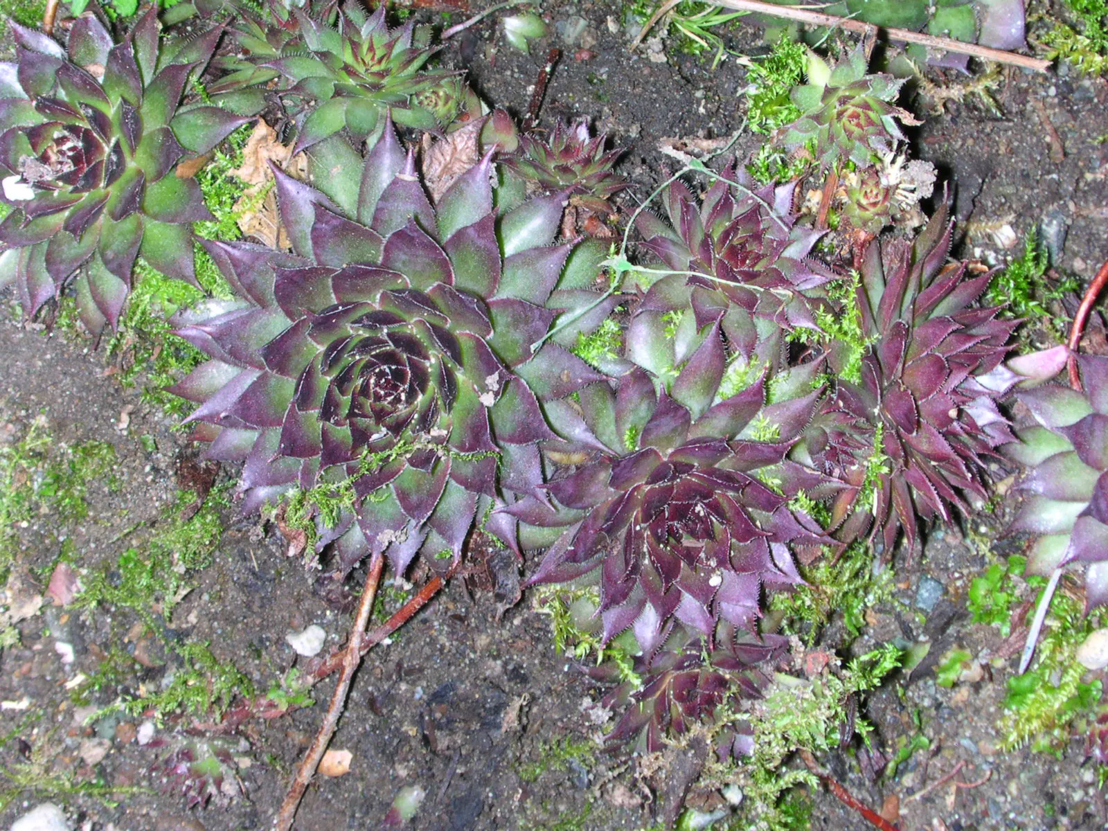Imbricata Echeveria (Echeveria 'Imbricata') — primarily through offsets