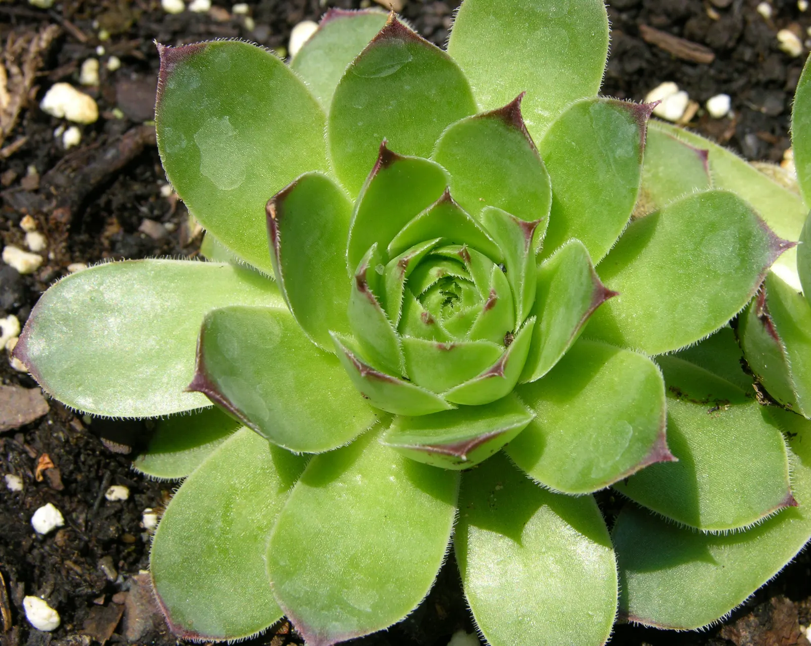 Imbricata Echeveria (Echeveria 'Imbricata') — The glaucous blue-green leaves are tipped with a hint of pink