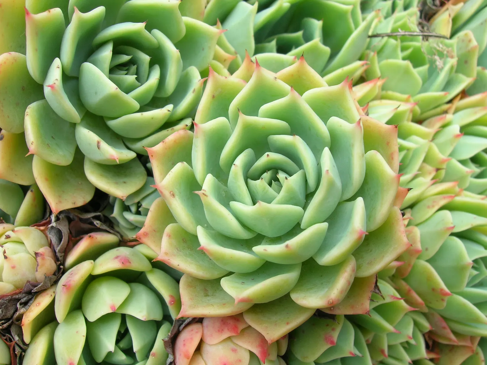 Imbricata Echeveria (Echeveria 'Imbricata') — It's ideal for rock gardens or as ground cover, creating a low-maintenance, year-round tapestry of color; orange