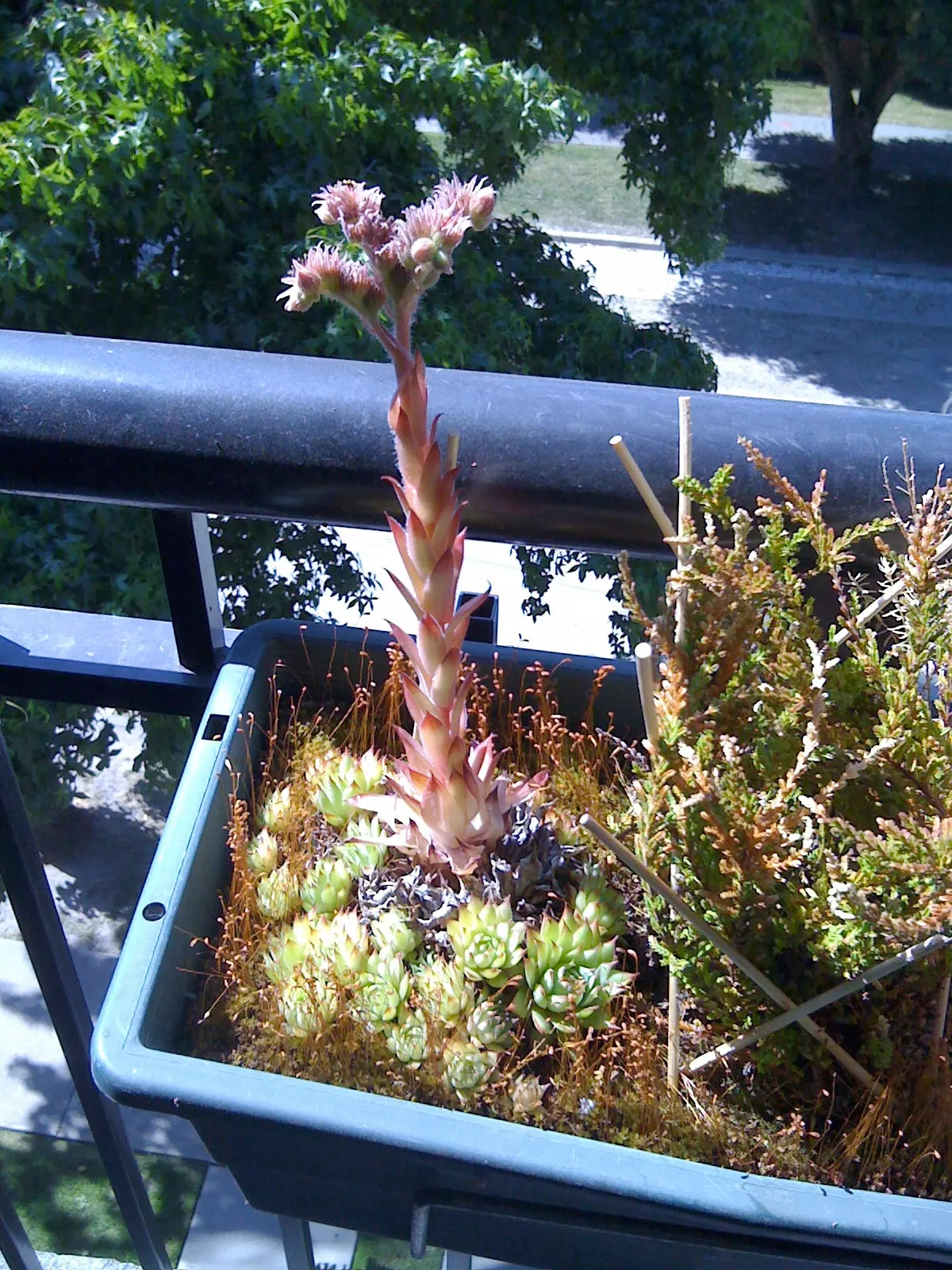 Imbricata Echeveria (Echeveria 'Imbricata') — waiting until the soil is completely dry before thoroughly watering again
