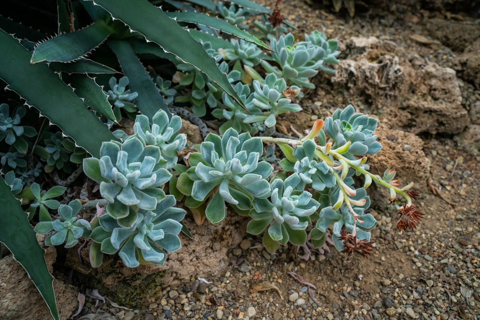Imbricata Echeveria (Echeveria 'Imbricata') — It's ideal for rock gardens or as ground cover, creating a low-maintenance, year-round tapestry of color