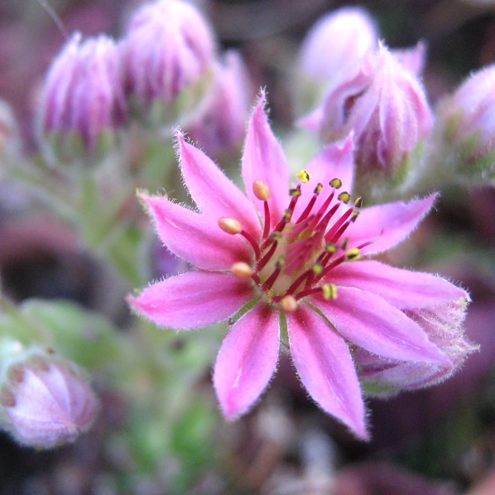 Imbricata Echeveria (Echeveria 'Imbricata') — commonly known as Hens and Chicks