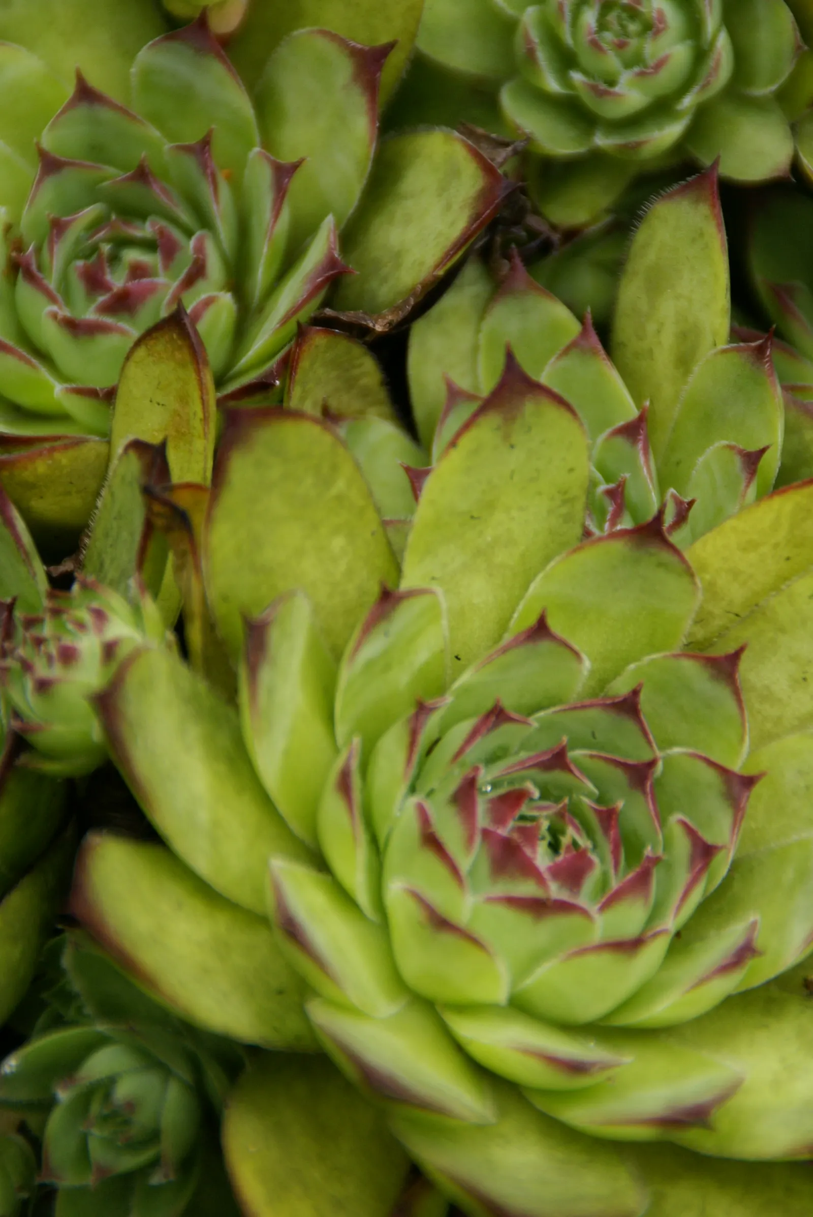 Imbricata Echeveria (Echeveria 'Imbricata') — Rosettes reach up to 6 inches in diameter and produce offsets