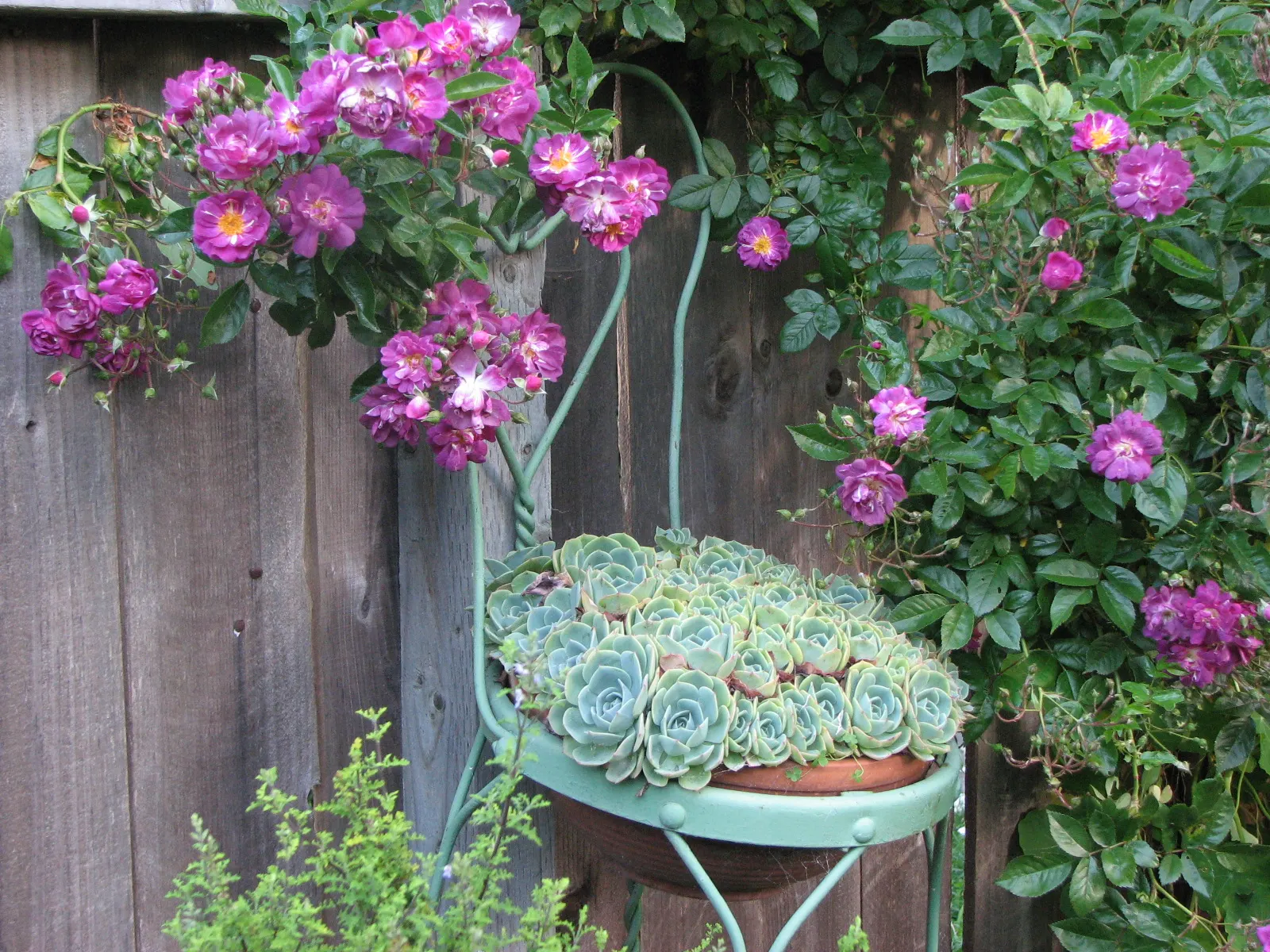 Imbricata Echeveria (Echeveria 'Imbricata') — Rosettes reach up to 6 inches in diameter and produce offsets; commonly known as Hens and Chicks