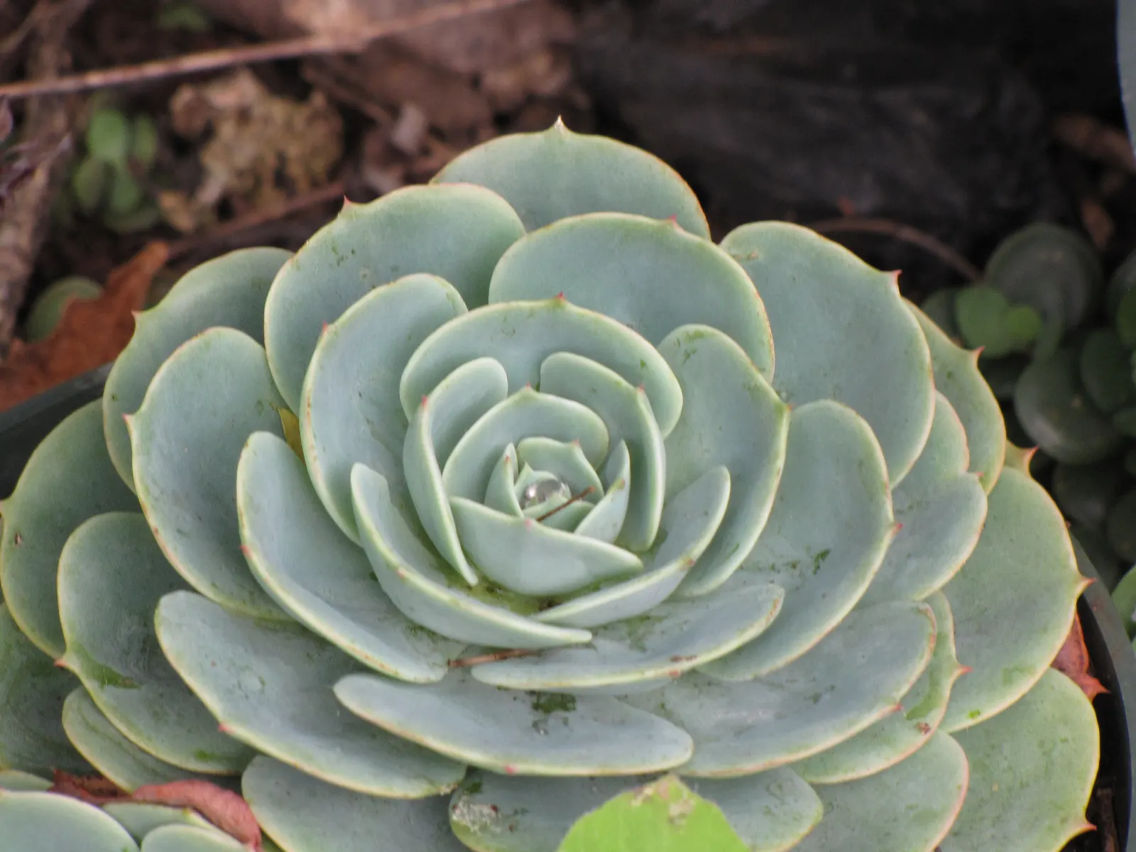 Imbricata Echeveria (Echeveria 'Imbricata') — commonly known as Hens and Chicks; this drought-tolerant plant thrives in well-drained soil and full sun to