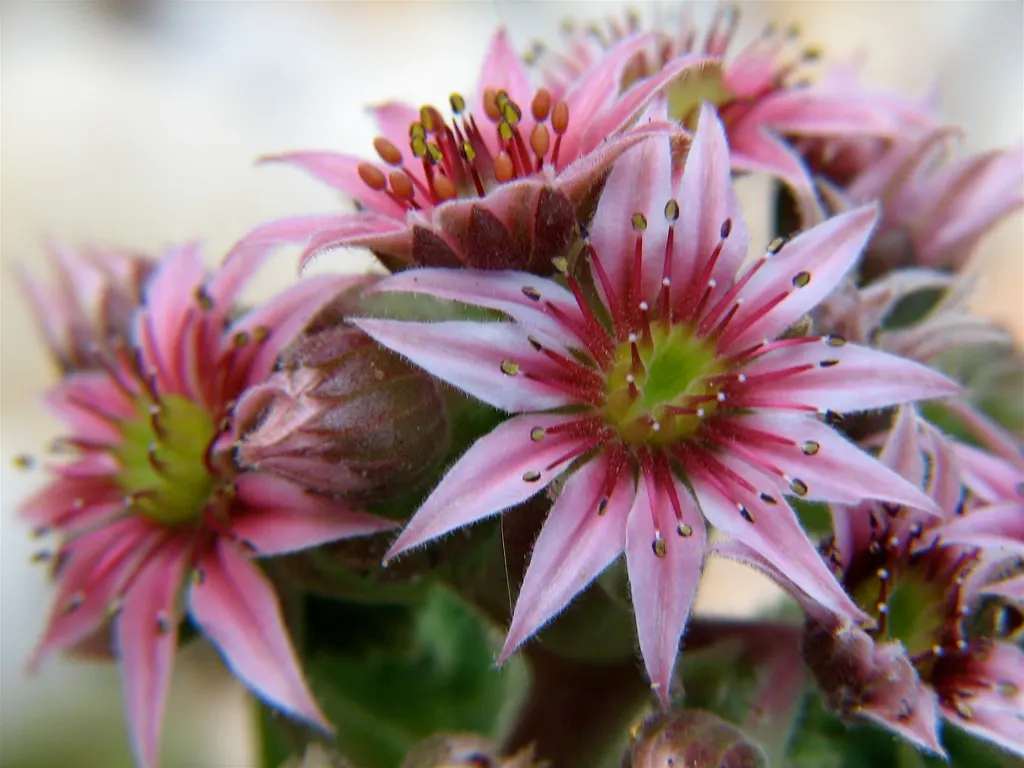 Imbricata Echeveria (Echeveria 'Imbricata') — This drought-tolerant plant thrives in well-drained soil and full sun to partial shade
