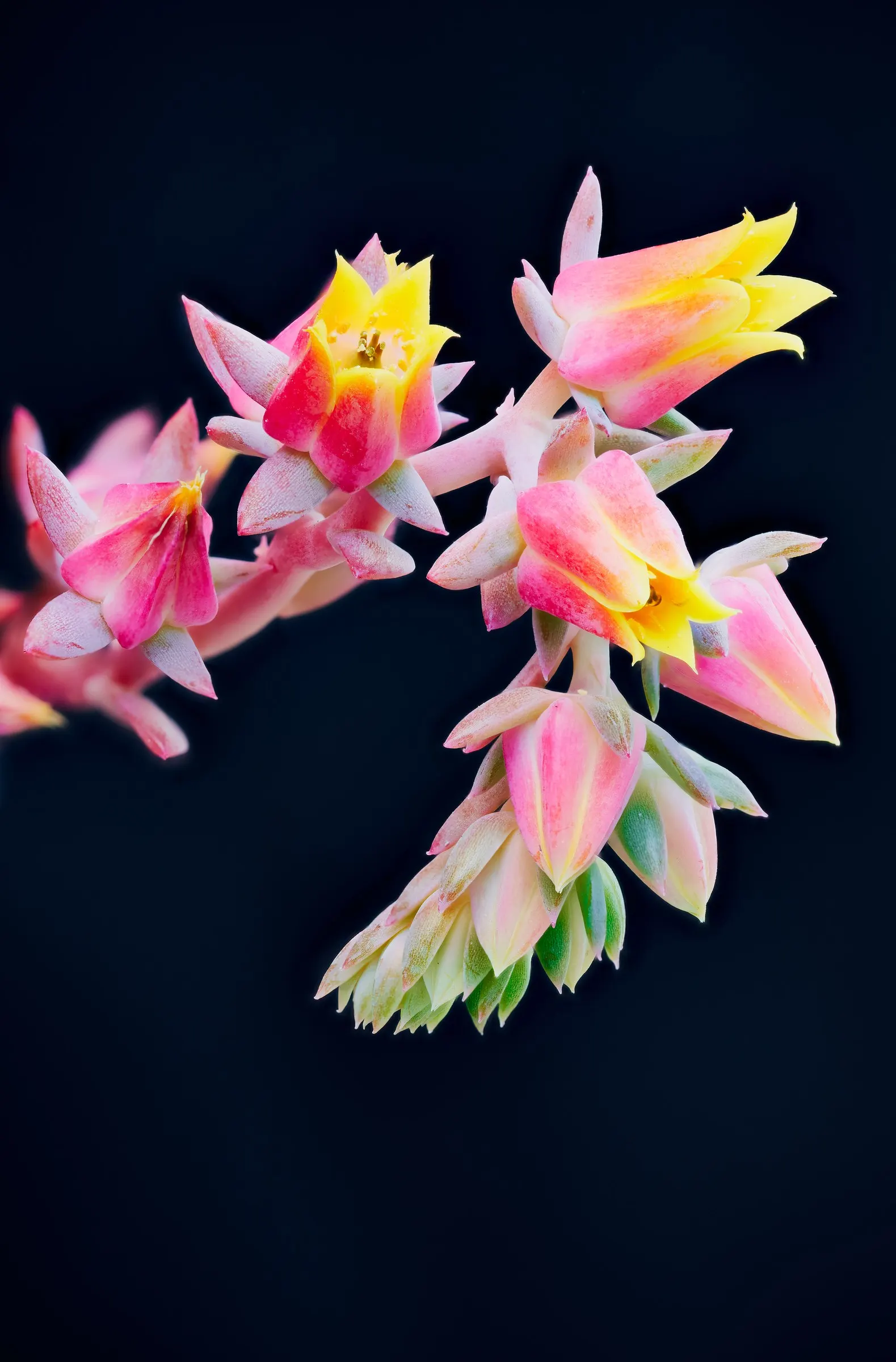 Imbricata Echeveria (Echeveria 'Imbricata') — succulent for full or half