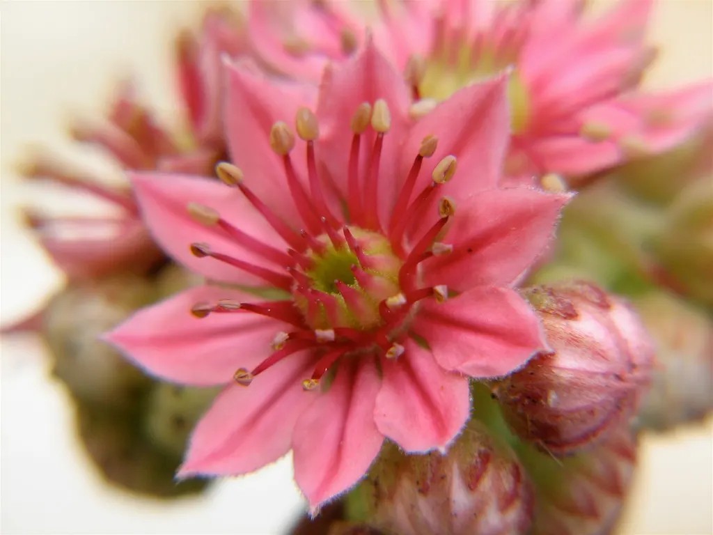 Imbricata Echeveria (Echeveria 'Imbricata') — is a captivating succulent featuring tight rosettes of blue-green leaves with a subtle pinkish hue