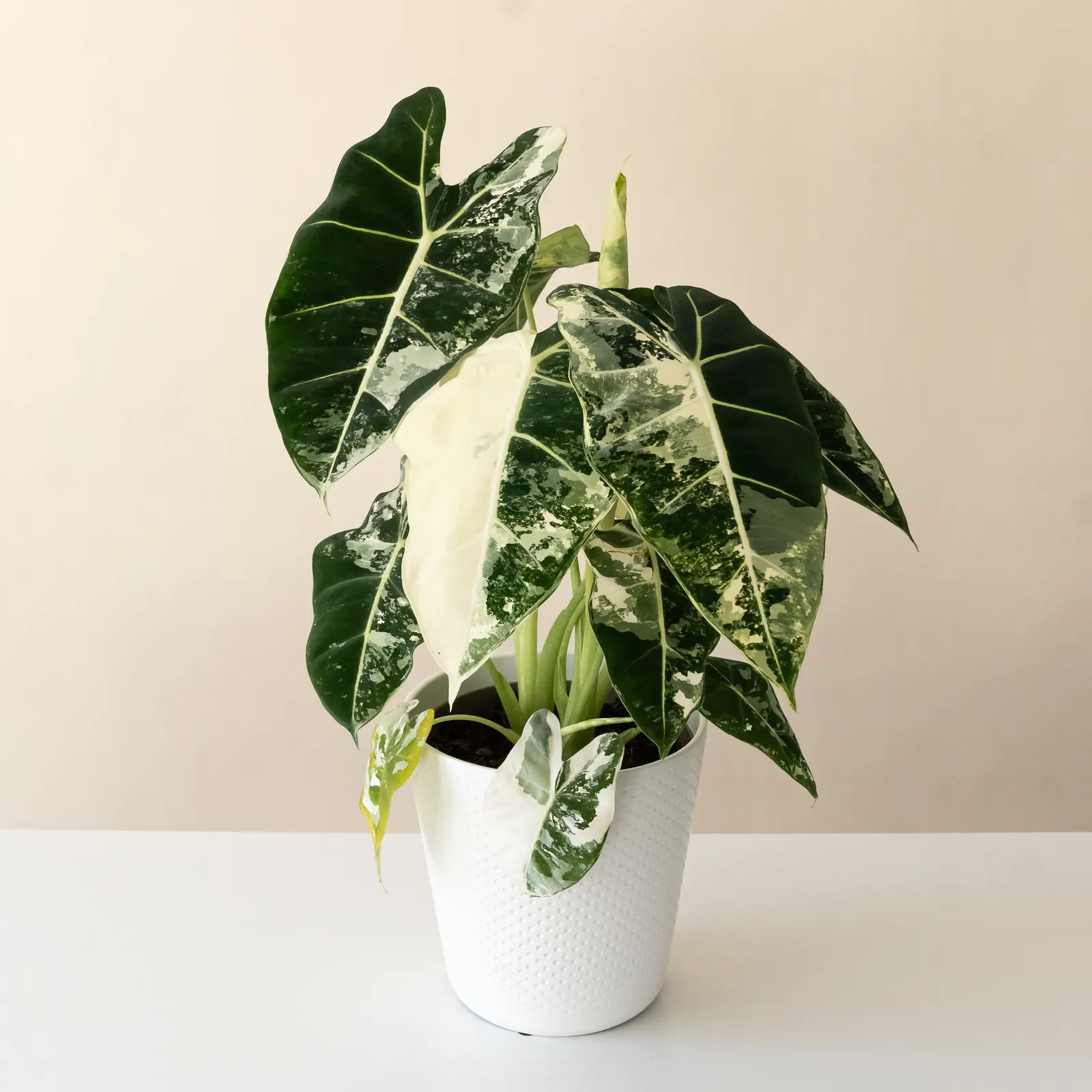 Frydek Green Velvet Alocasia (Alocasia micholitziana) — The Alocasia micholitziana is a tropical houseplant with velvety