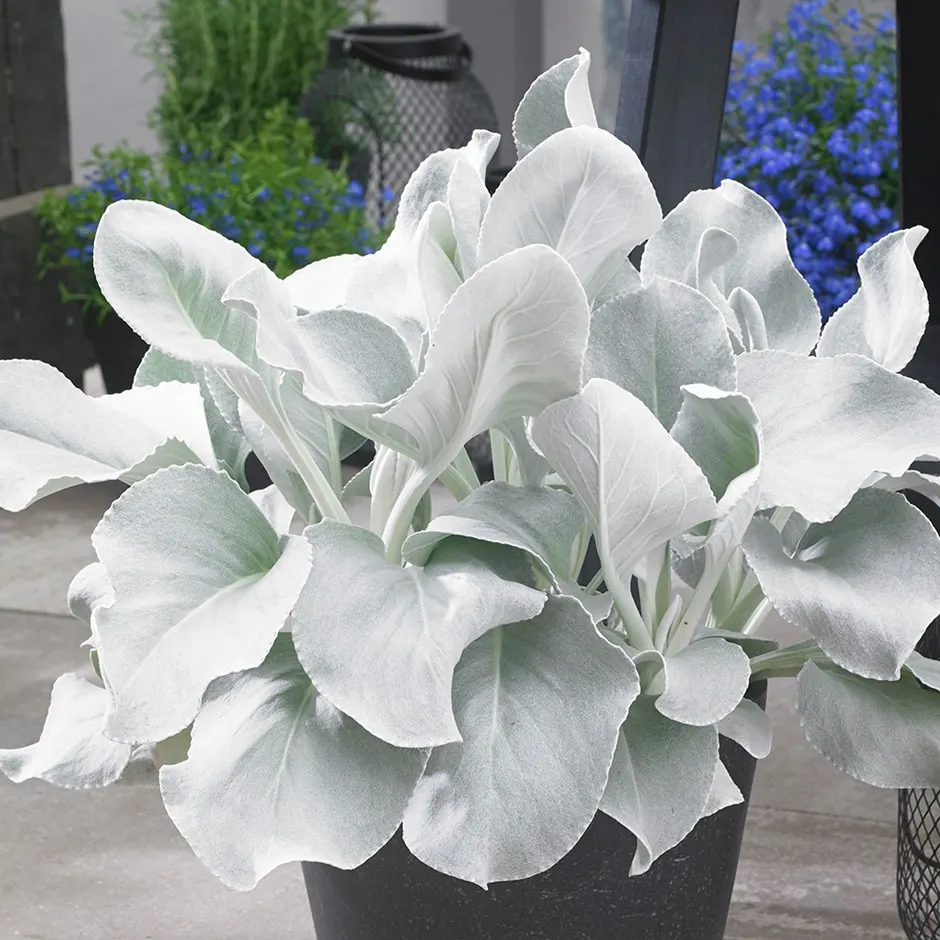 Angel Wings Sea Cabbage (Senecio candicans) — heavy soils or standing moisture