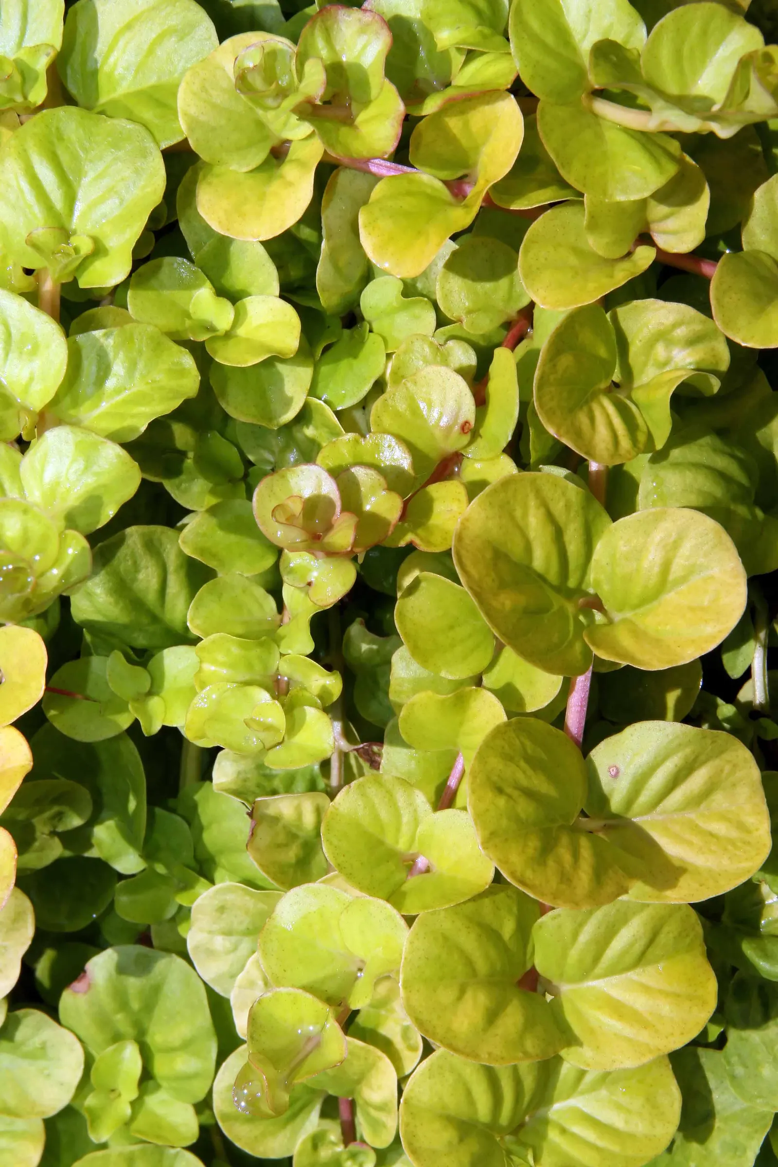 Golden Creeping Jenny, Moneywort (Lysimachia Nummularia 'Aurea') — When given partial to full sunlight, it produces bright, small yellow flowers in late spring