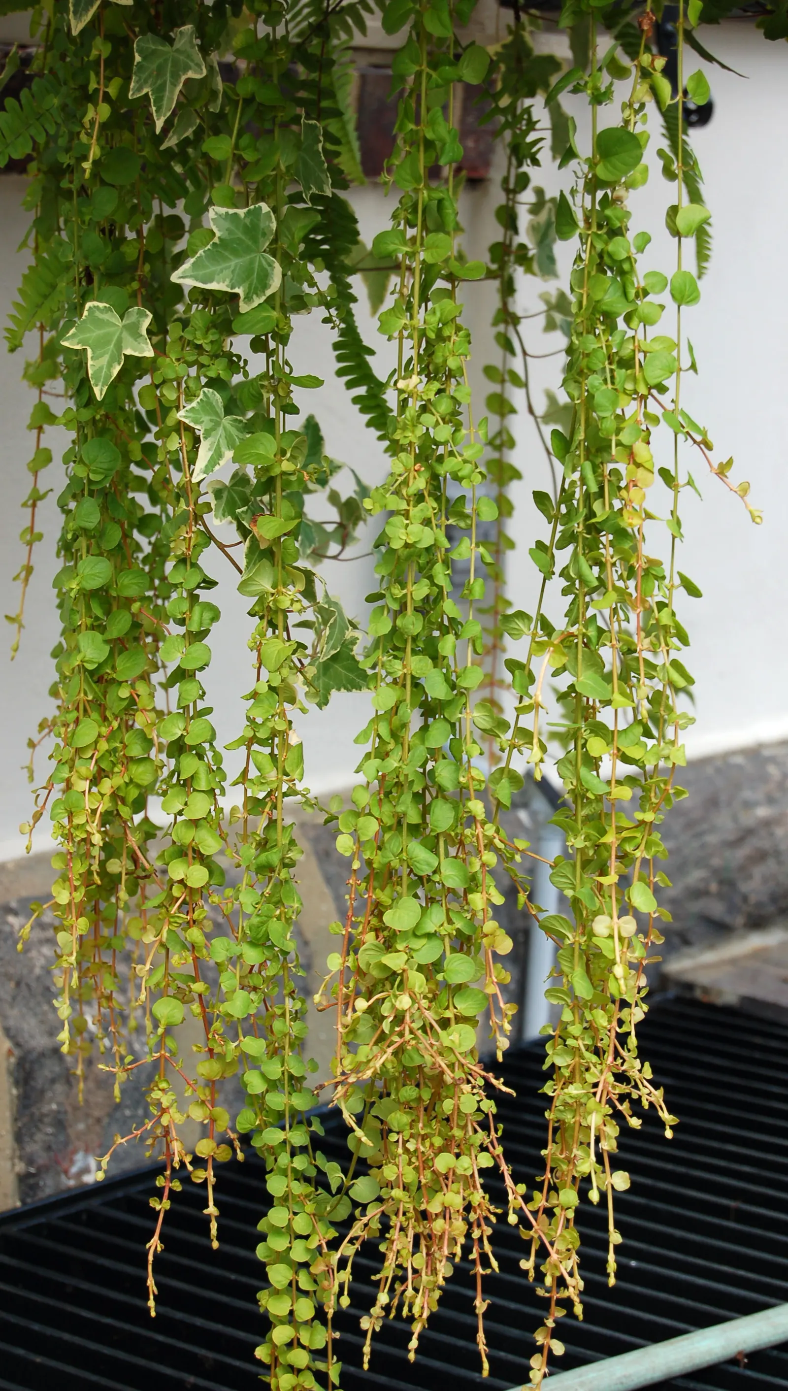 Golden Creeping Jenny, Moneywort (Lysimachia Nummularia 'Aurea') — Ideal for adding a splash of color to borders or cascading over walls, it stands about 2 to