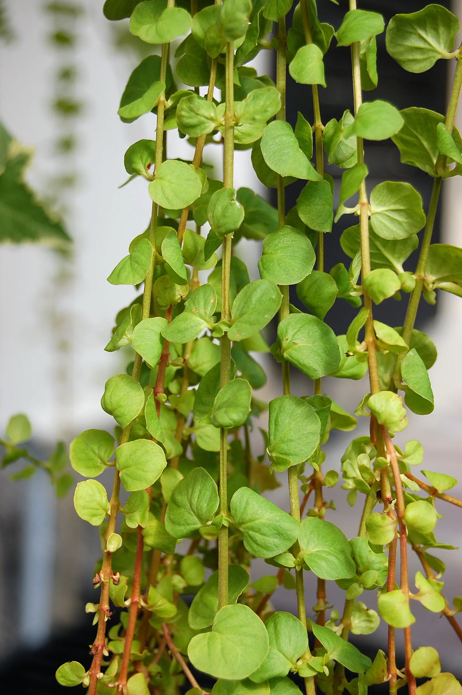 Golden Creeping Jenny, Moneywort (Lysimachia Nummularia 'Aurea') — Golden Creeping Jenny (Lysimachia nummularia 'Aurea') is a vibrant groundcover with coin-like
