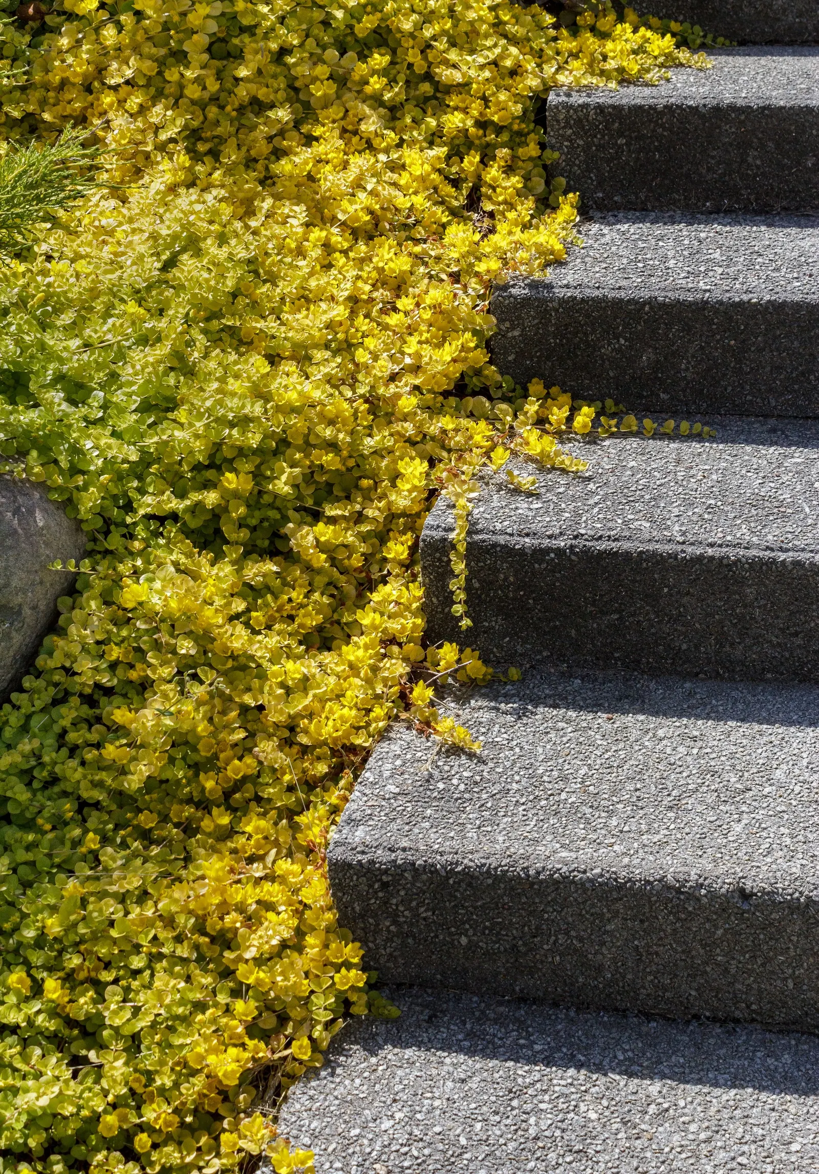 Golden Creeping Jenny, Moneywort (Lysimachia Nummularia 'Aurea') — Thriving in zones 3 to 9, it spreads eagerly up to 24 inches, preferring moist