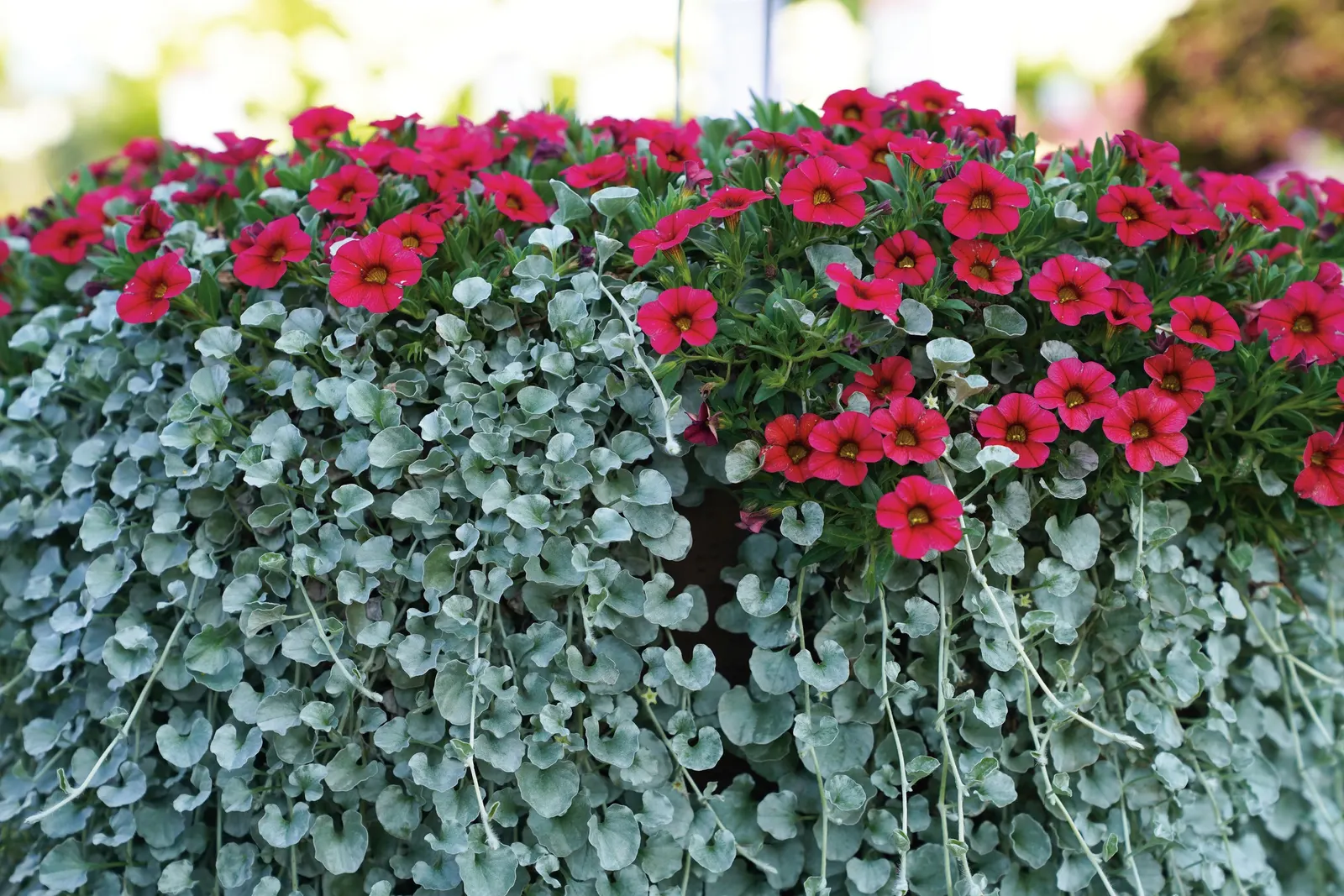 Red II Calibrachoa — chartreuse sweet potato vine
