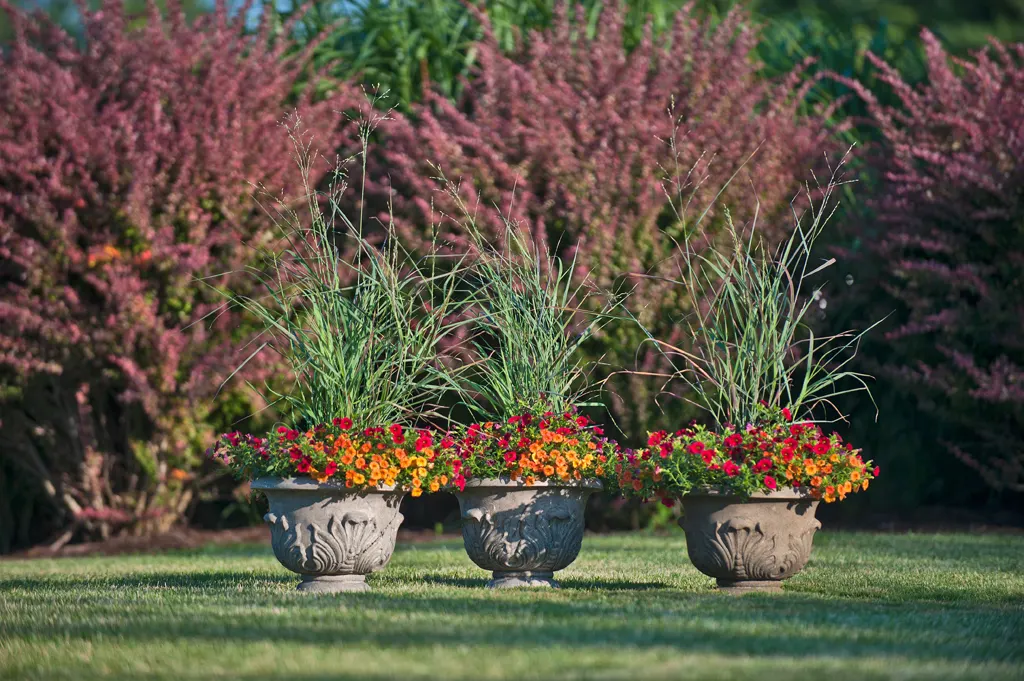 'Cheyenne Sky' Red Switch Grass (Panicum virgatum) — Does well in any soil from sand to clay