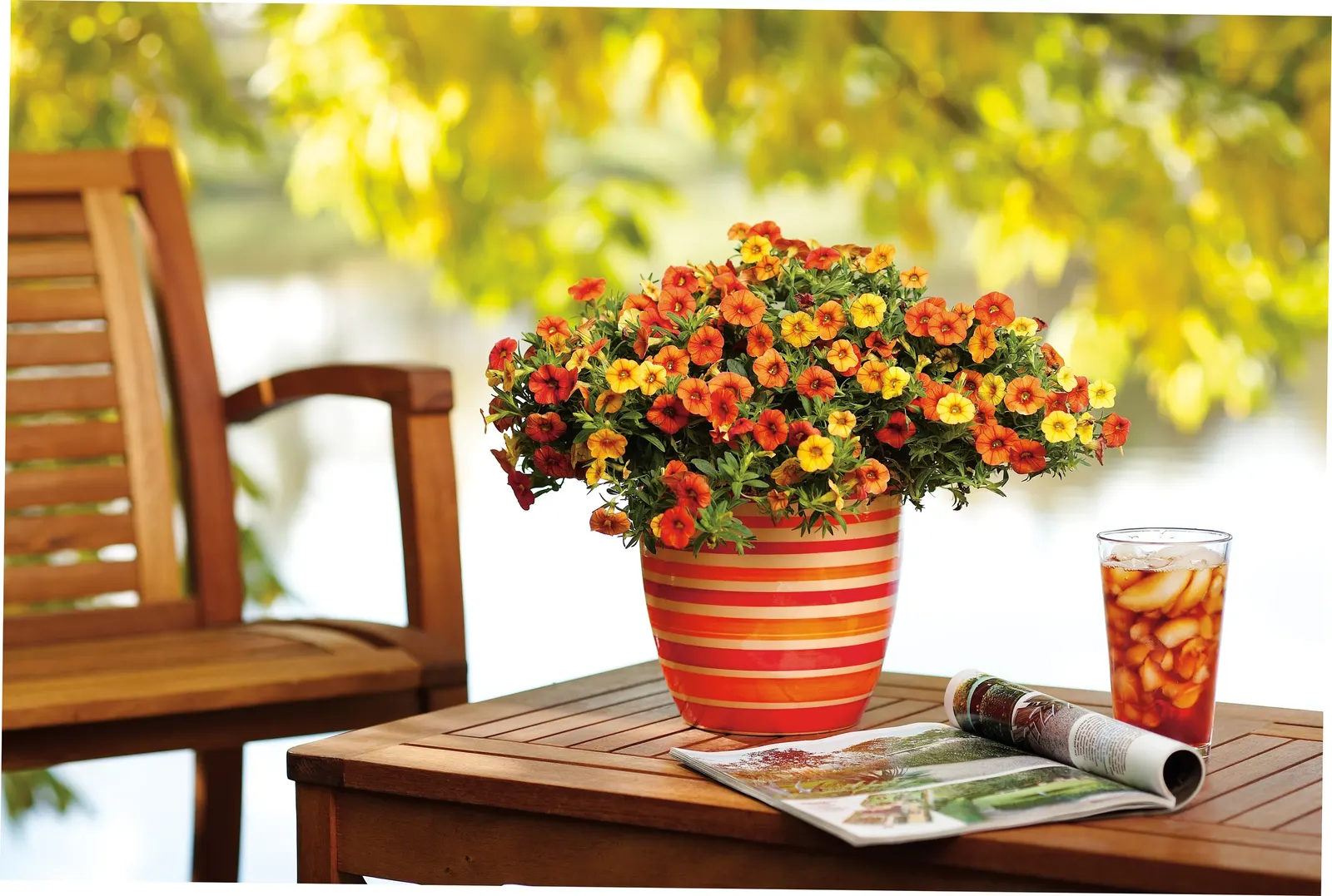 Red II Calibrachoa — it requires no deadheading to keep the floral display coming