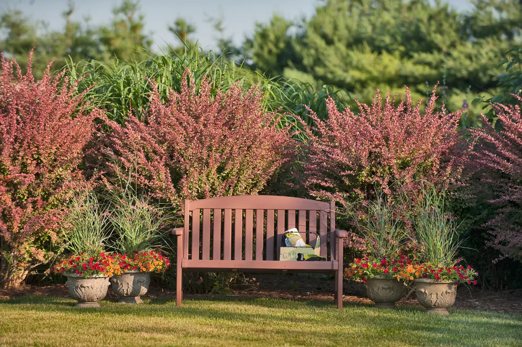'Cheyenne Sky' Red Switch Grass (Panicum virgatum) — tan flowers in the garden