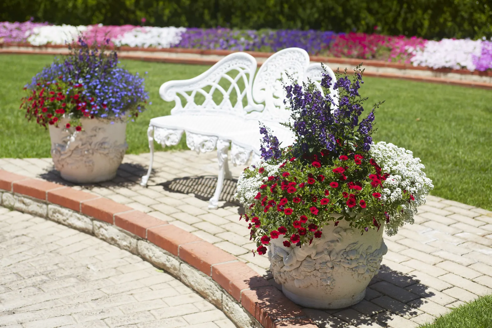 Blue III Angelonia — In warm climates it may behave as a tender perennial