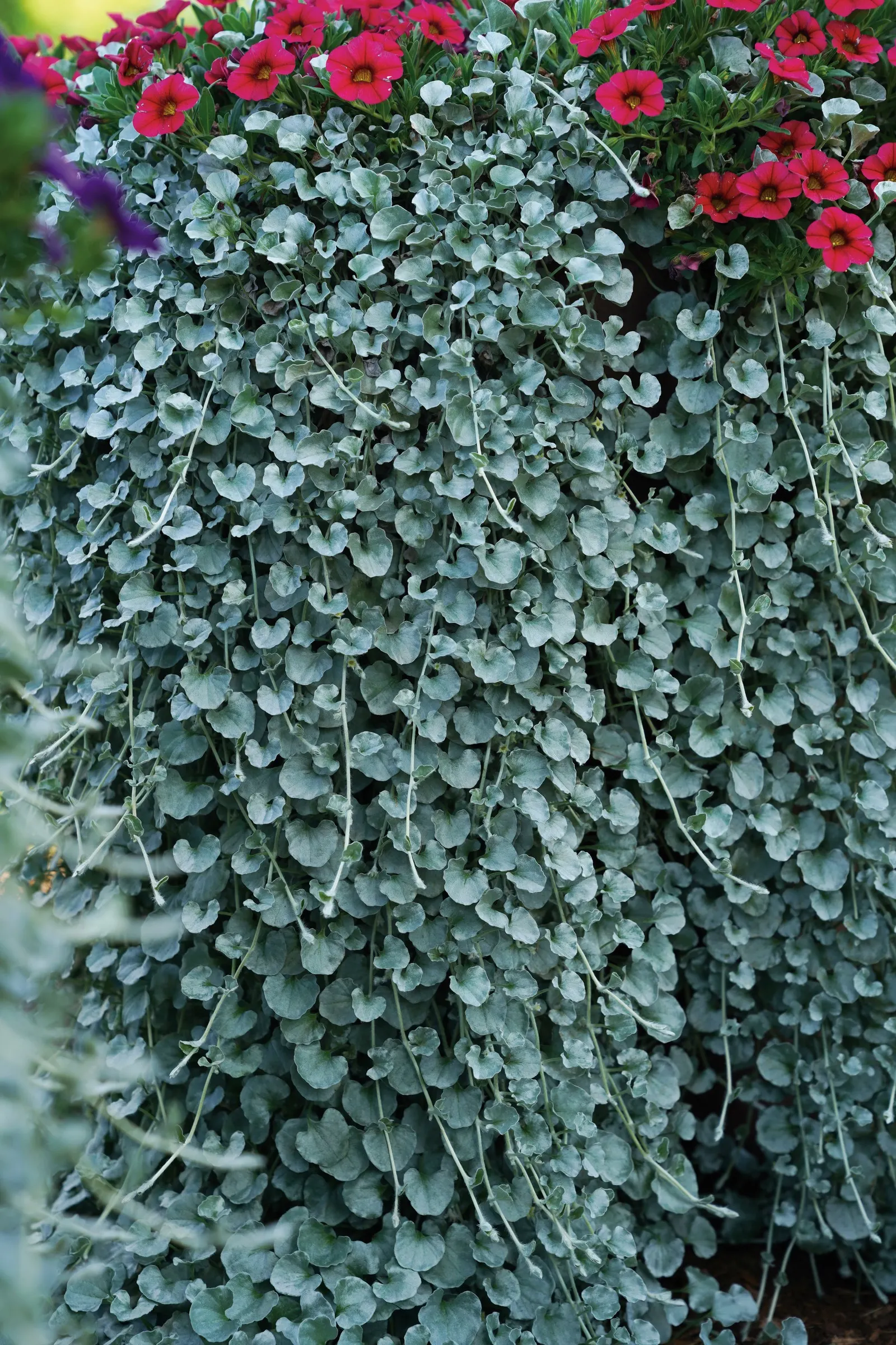 Silver Falls™ Dichondra (Dichondra argentea) — it is heat and drought tolerant once established; where its silvery strands can soften hard edges and create an