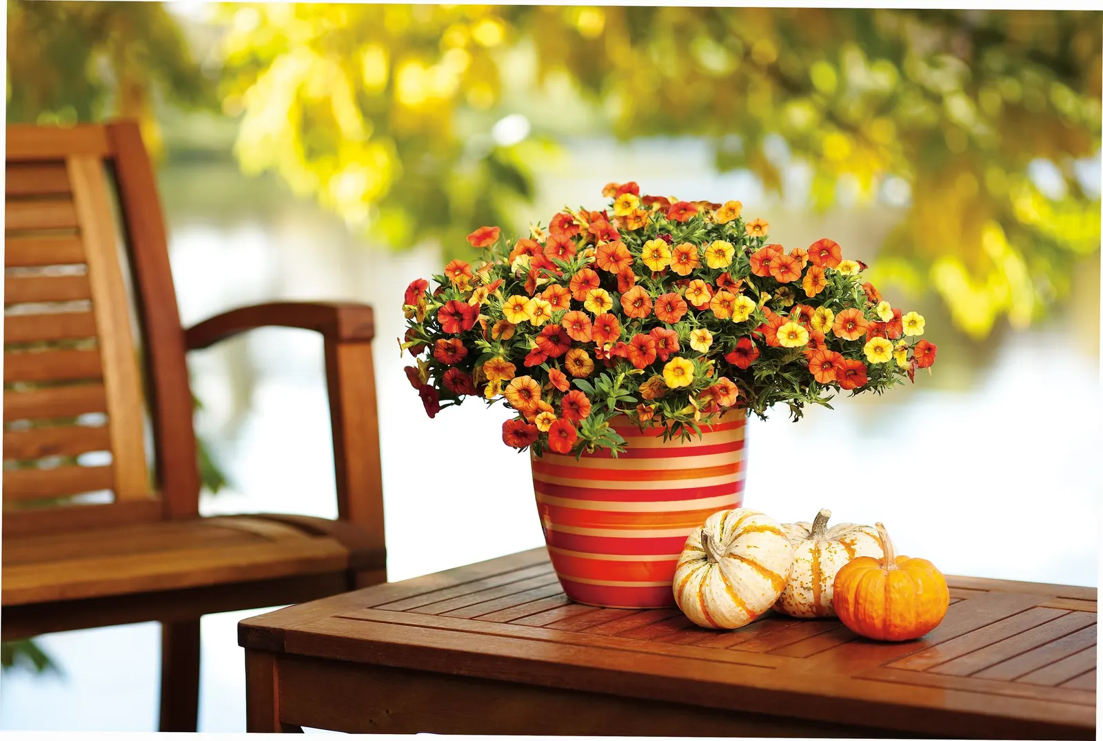 Red II Calibrachoa — trailing annual that delivers saturated