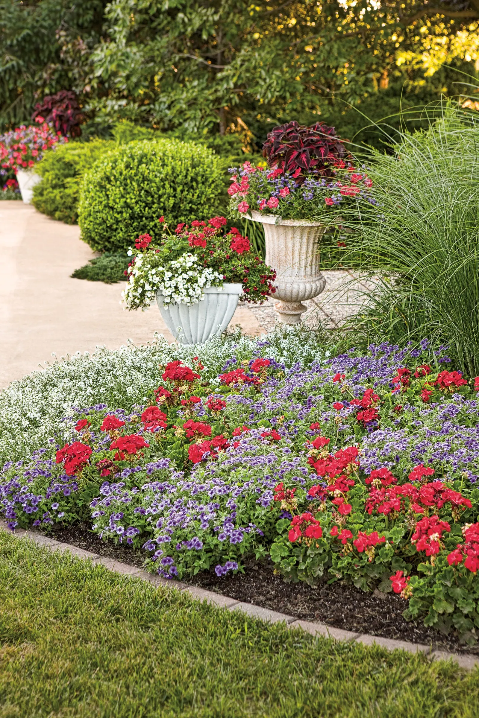Blueberry Phlox (Phlox drummondii) — A pollinator-friendly nativar with Texan roots
