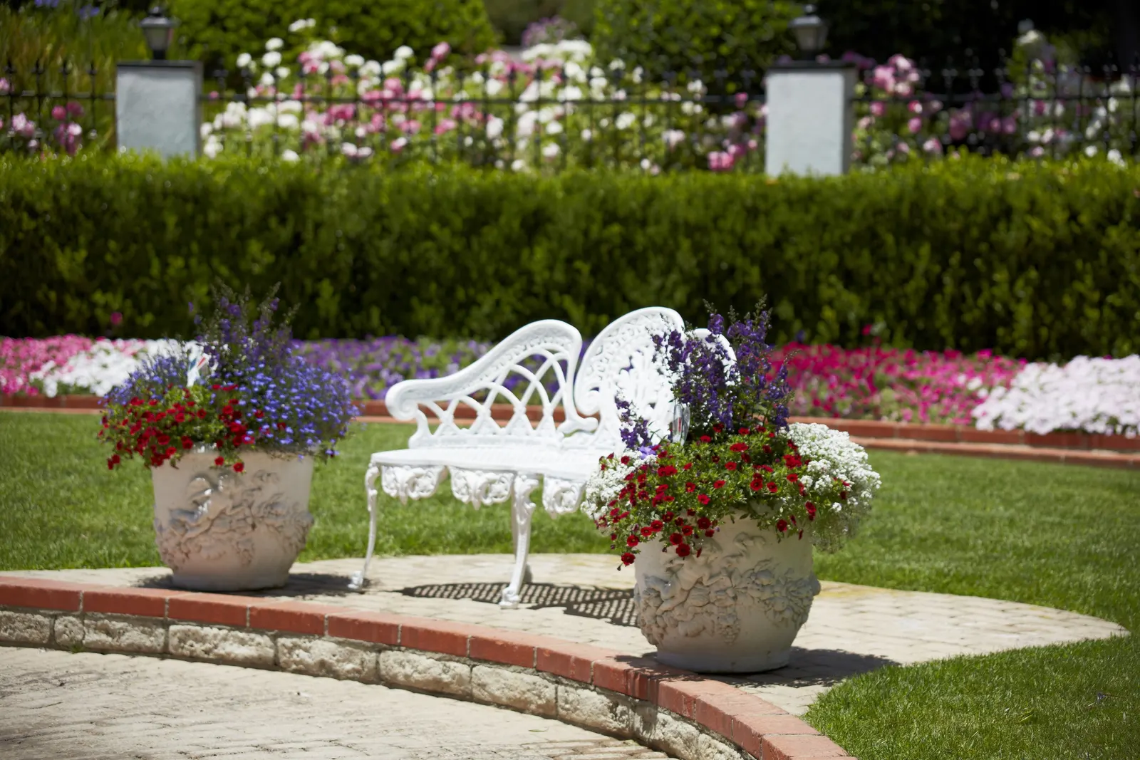 Blue III Angelonia — where it can anchor petunias
