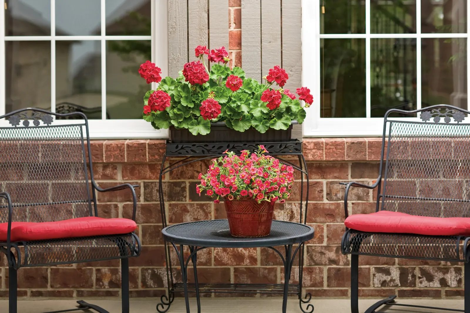 Red II Calibrachoa — Regular feeding helps maintain lush foliage and abundant bloom