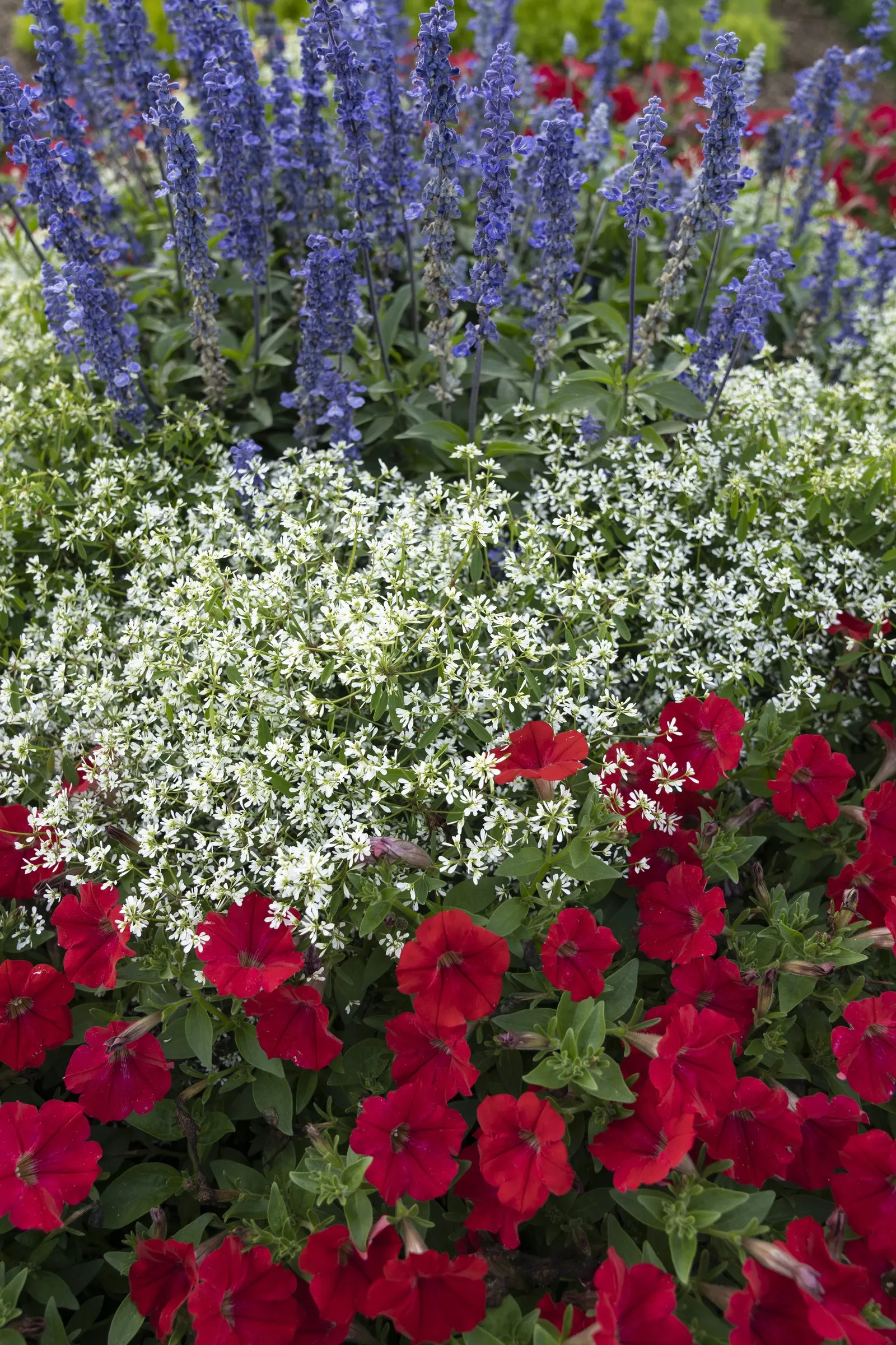 Red II Calibrachoa — though it is hardy in USDA Zones 9 through 11 where frost is not a limiting factor, image 47