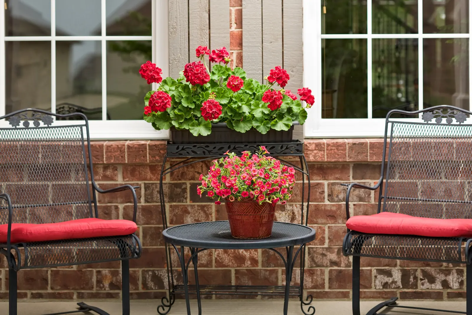Red II Calibrachoa — It grows 6-12 inches tall and spreads 12-24 inches, spilling beautifully from baskets and mixed containers; red II is a natural spiller