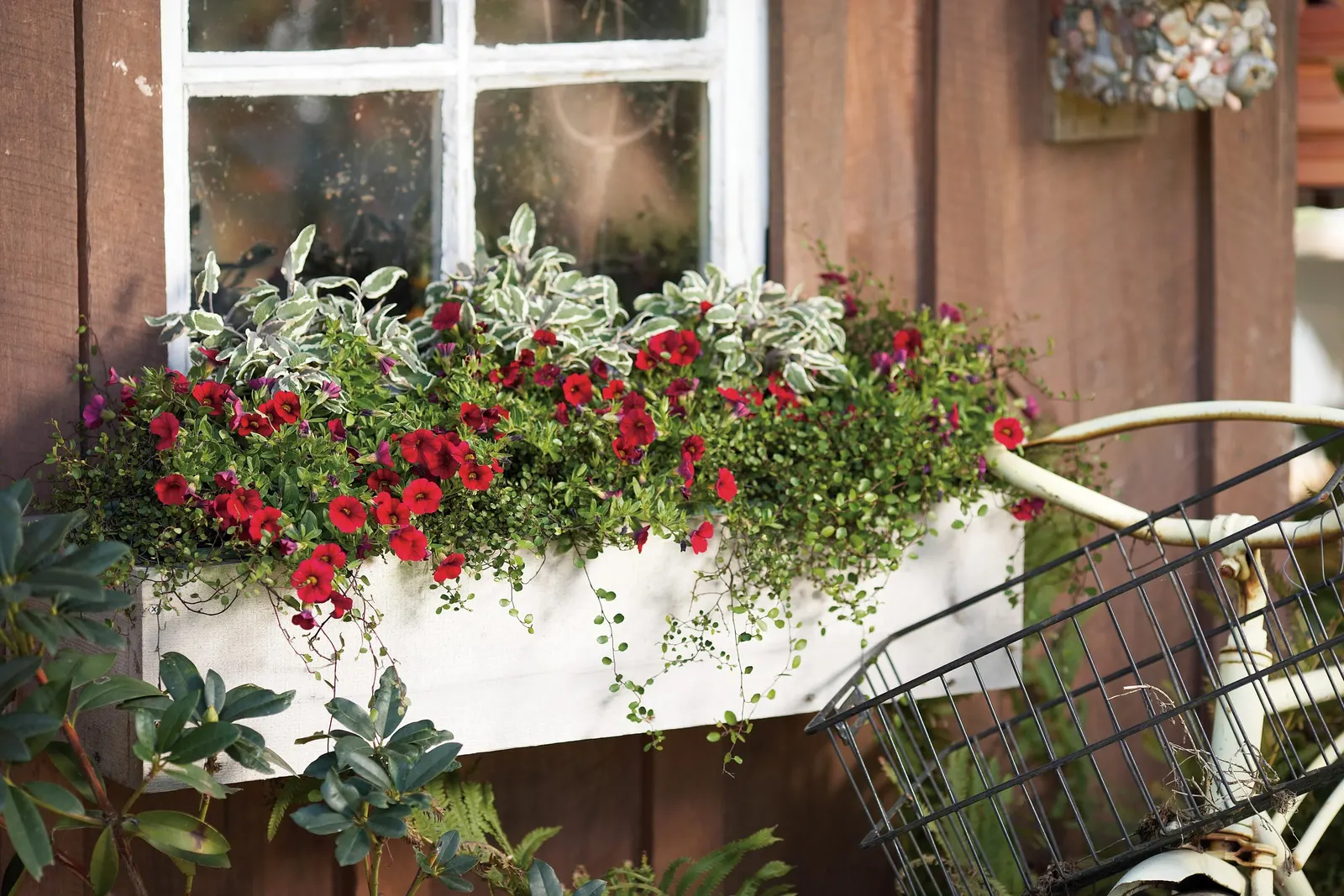 Red II Calibrachoa — The effect is lively and polished—vivid enough to anchor a summer container scheme