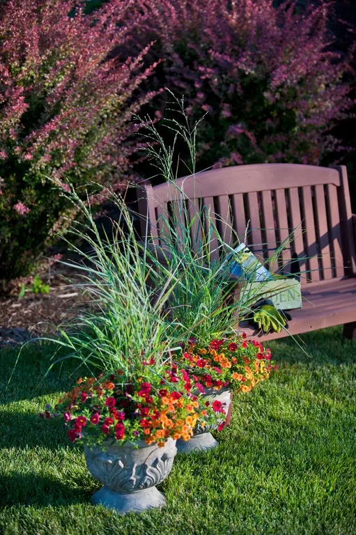 'Cheyenne Sky' Red Switch Grass (Panicum virgatum) — Proven Winners - Prairie Winds® 'Cheyenne Sky' - Red Switch Grass - Panicum virgatum tan plant, image 9