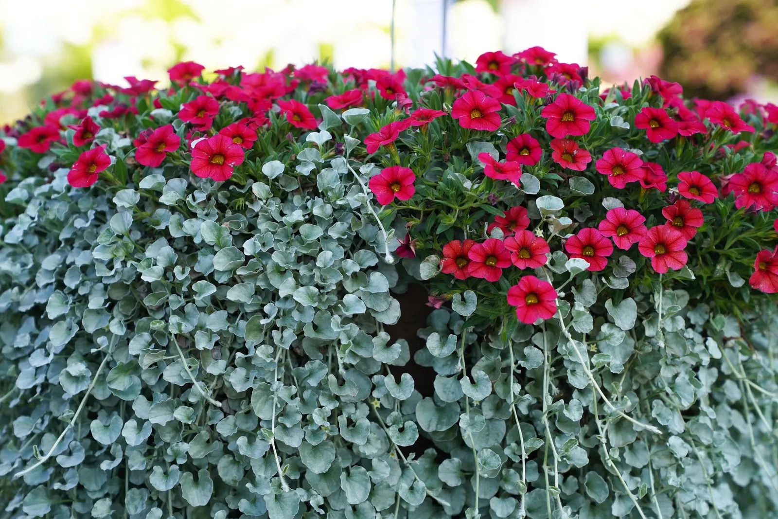 Silver Falls™ Dichondra (Dichondra argentea) — shimmering curtain of foliage; part of the Proven Winners® collection