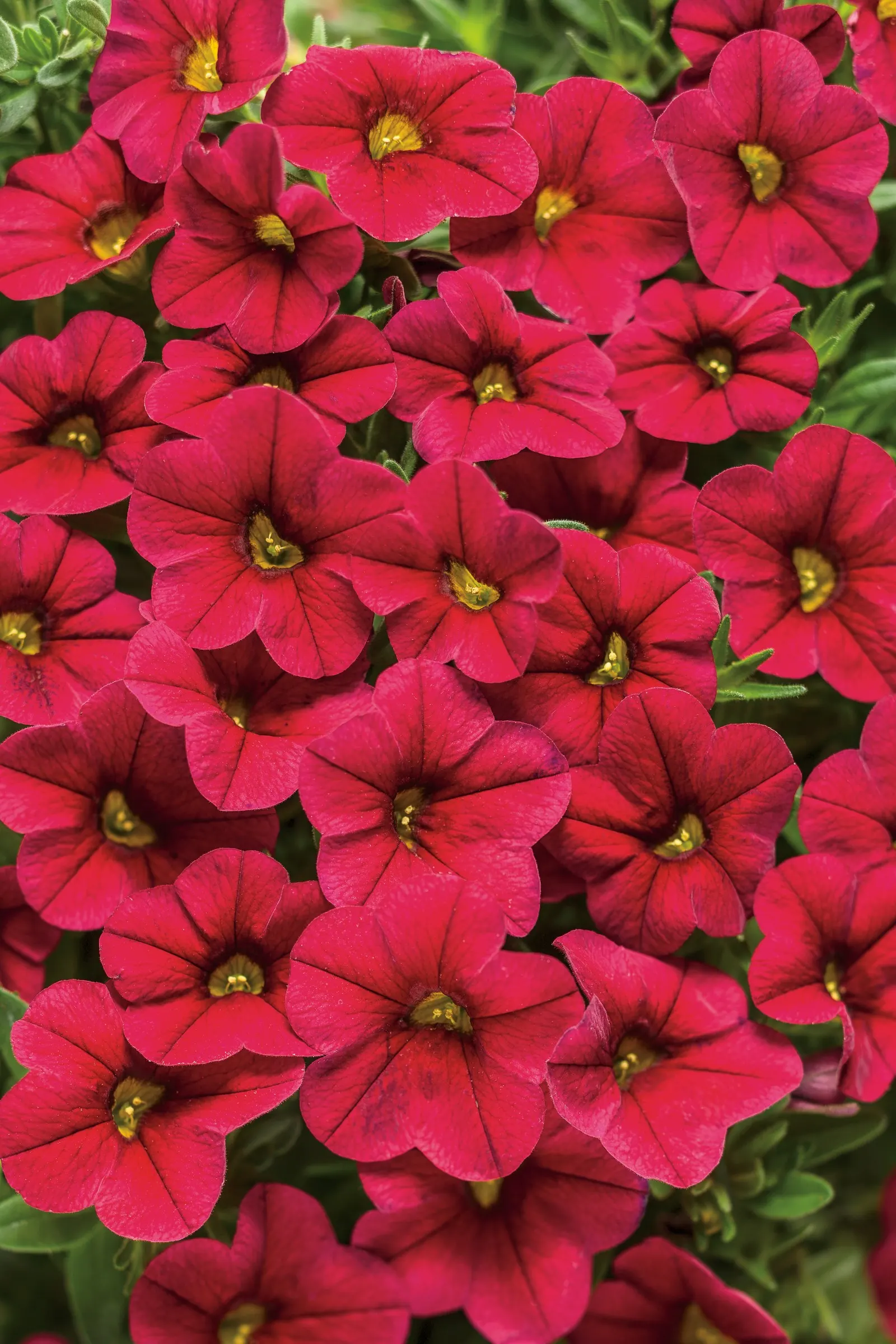 Red II Calibrachoa — Blooming continuously through the warm season; regular feeding helps maintain lush foliage and abundant bloom