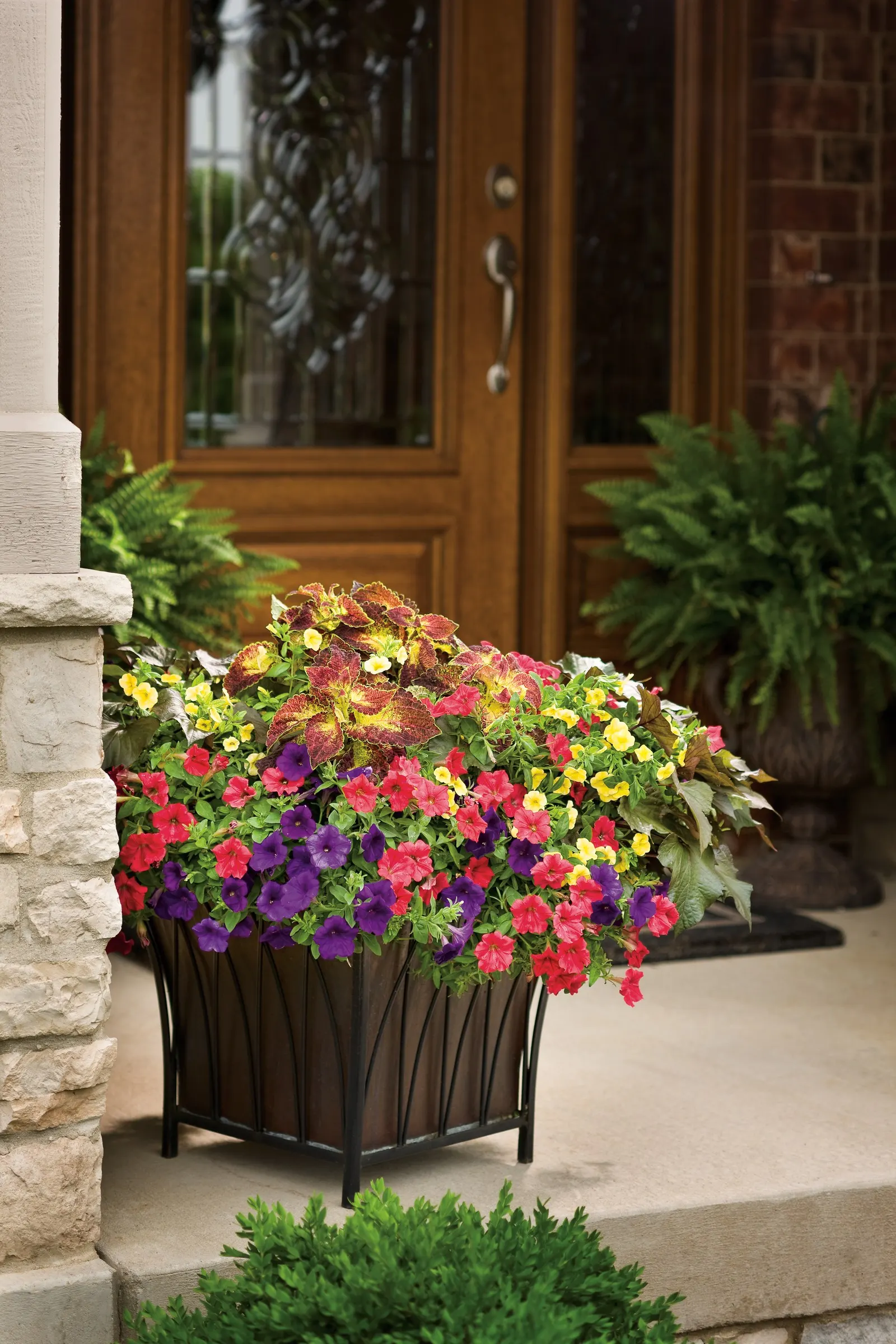 Yellow IV Calibrachoa — where its refined habit and sunny bloom can edge paths or brighten small pockets near outdoor living spaces