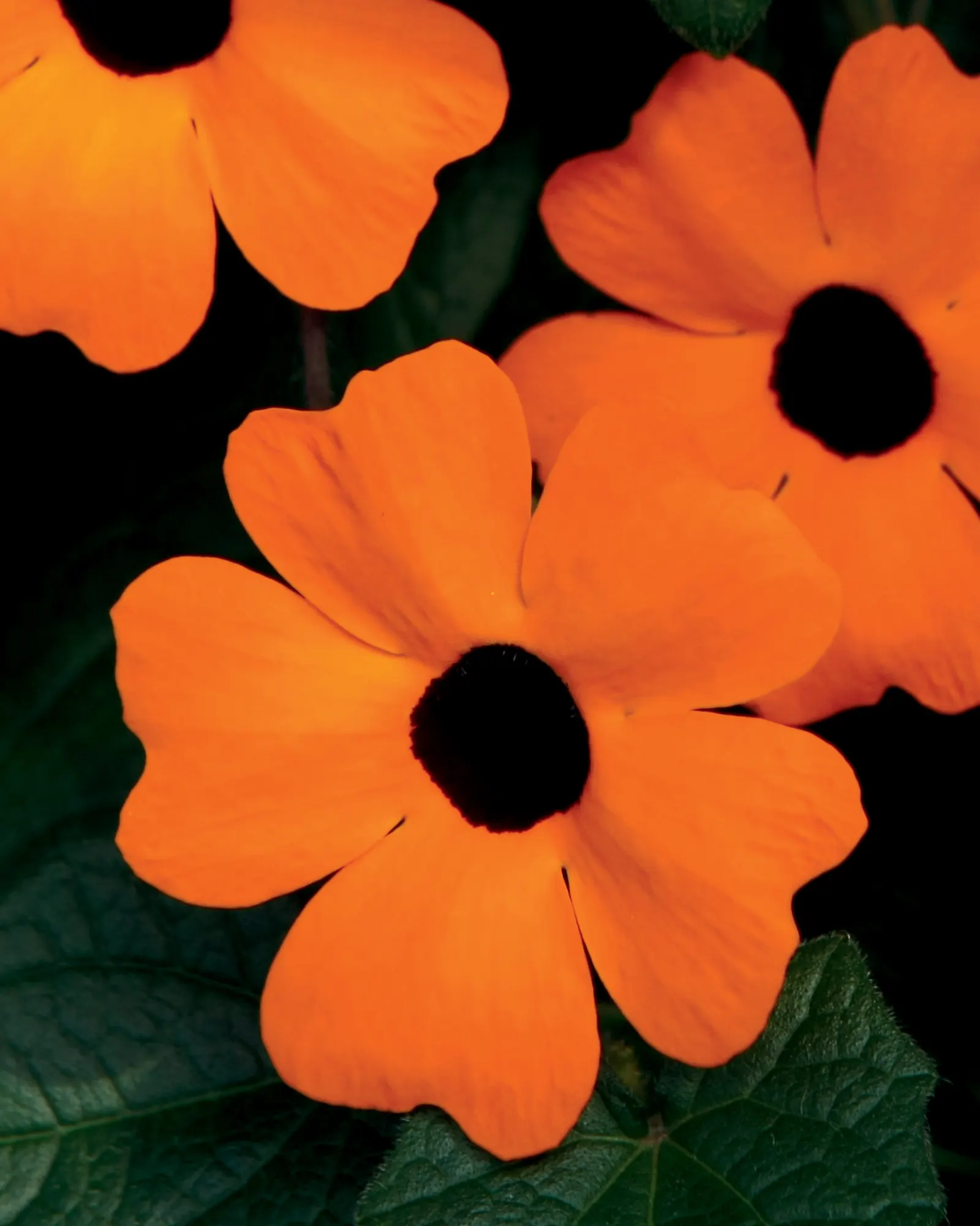 Orange A-Peel® Black-Eyed Susan Vine (Thunbergia alata) — Proven Winners - Orange A-Peel® - Black-Eyed Susan Vine - Thunbergia alata orange plant, image 16