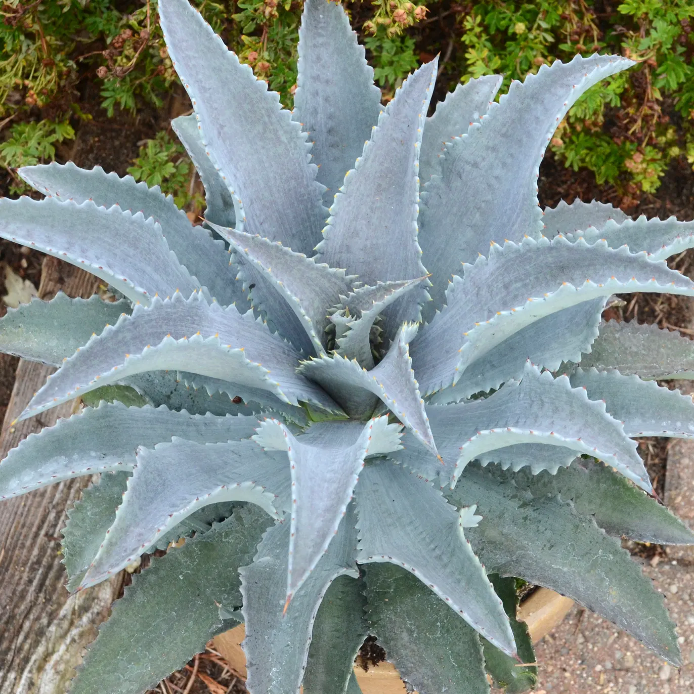 Silver Fox Mangave (Mangave 'Silver Fox') — The Mangave 'Silver Fox' is a striking succulent that boasts a rosette of broad