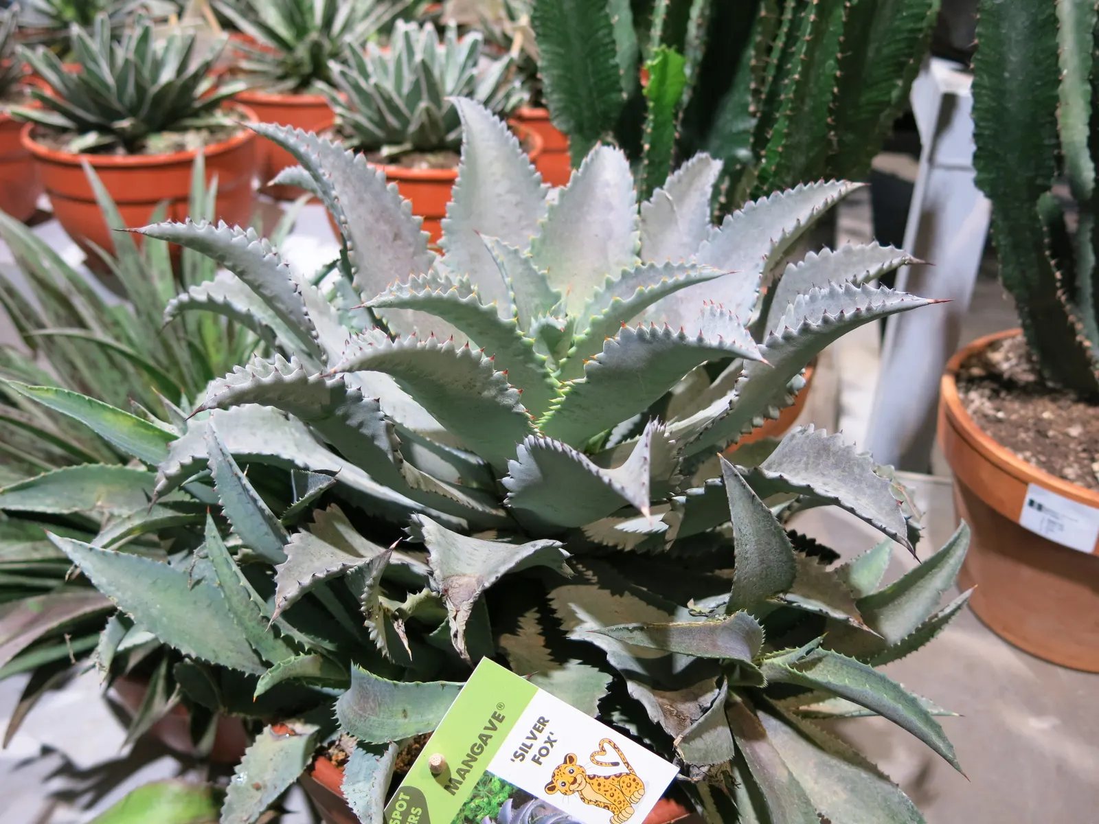 Silver Fox Mangave (Mangave 'Silver Fox') — silver-blue leaves with pronounced spotting