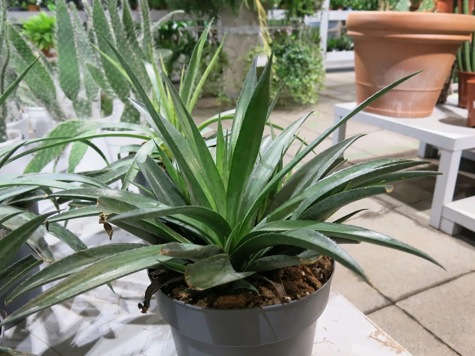 Silver Fox Mangave (Mangave 'Silver Fox') — thriving in well-drained soil with full to partial sun exposure