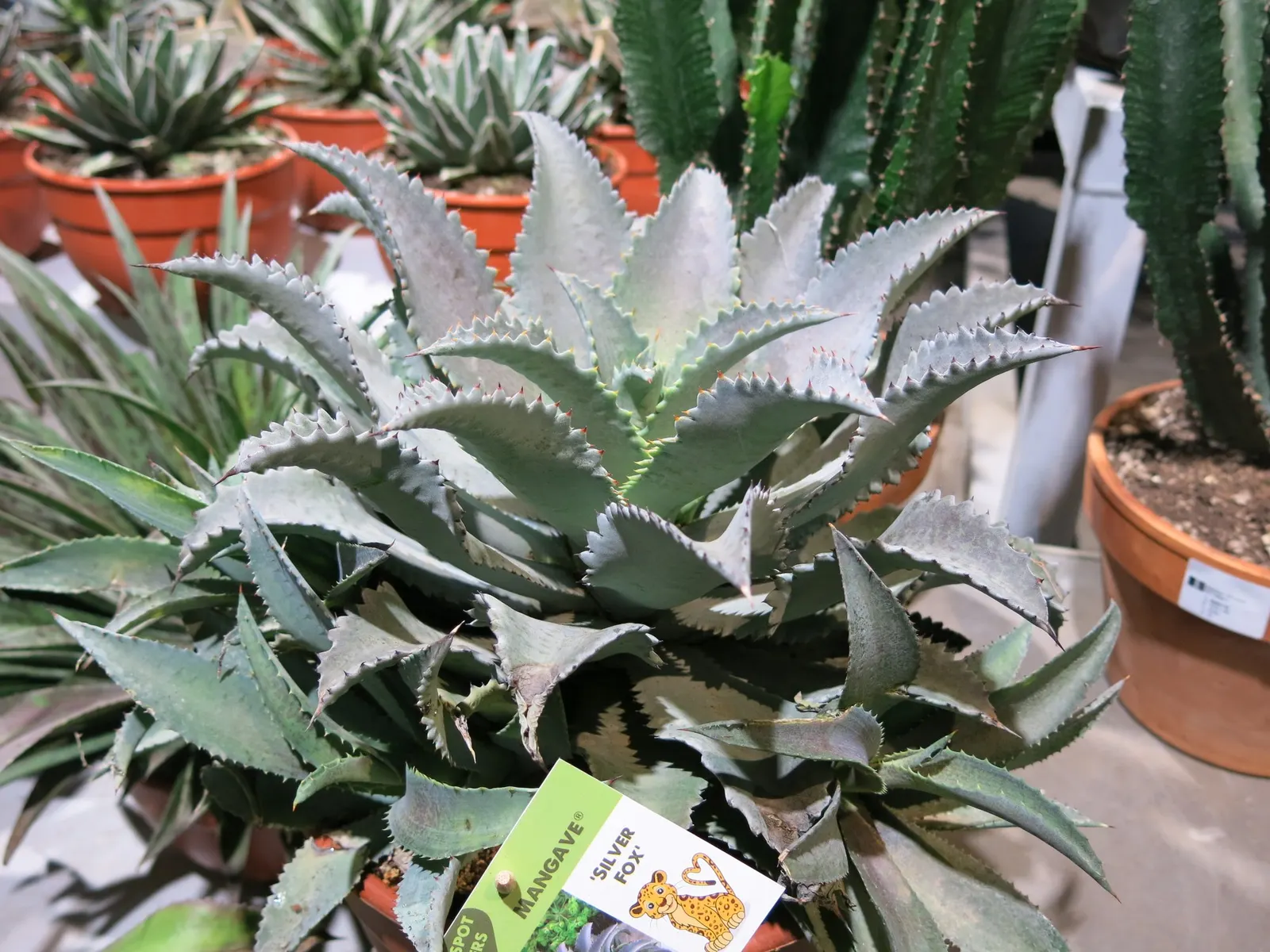 Silver Fox Mangave (Mangave 'Silver Fox') — It requires well-draining soil to prevent root rot and only needs occasional watering