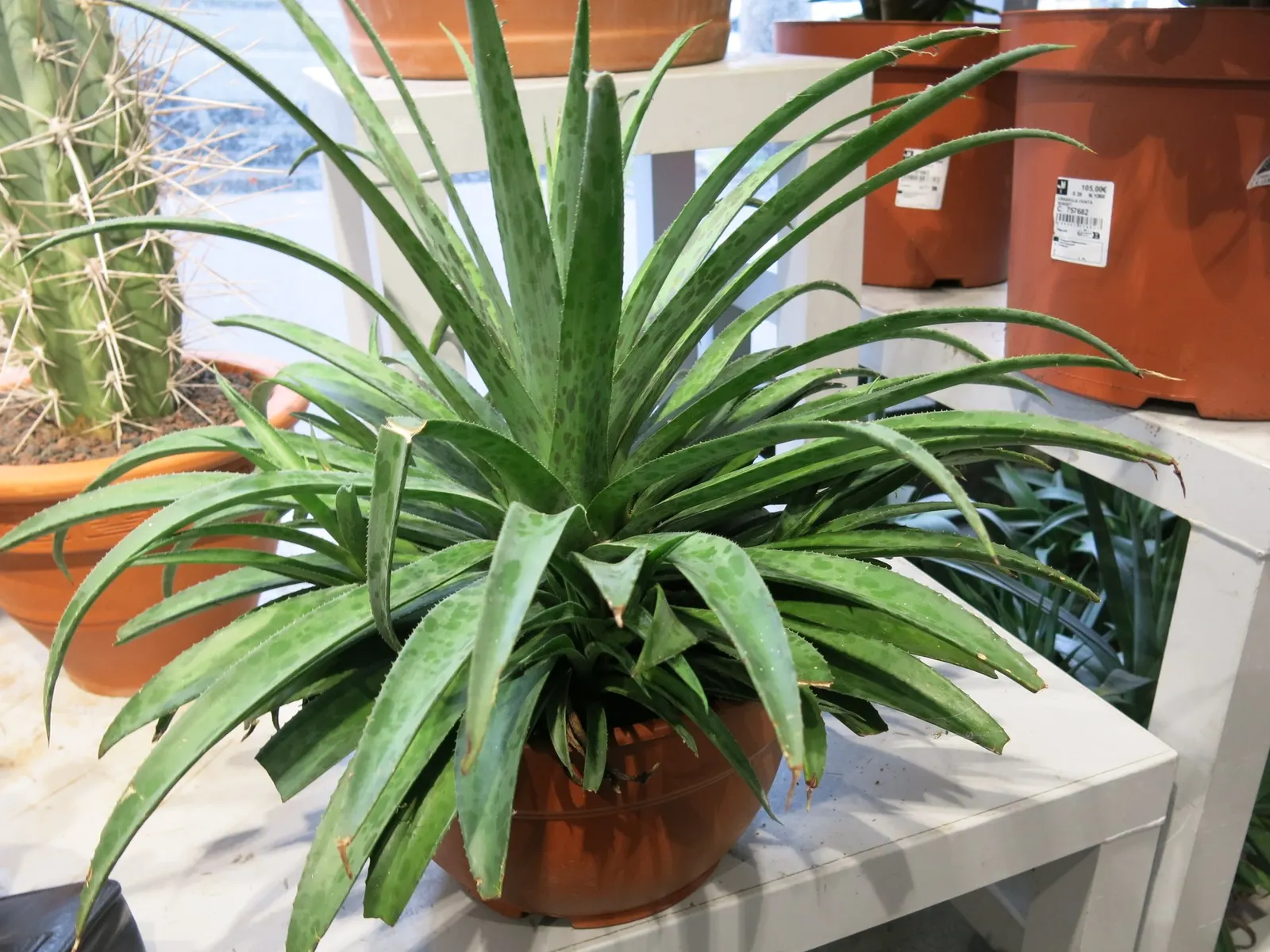 Silver Fox Mangave (Mangave 'Silver Fox') — slender leaves that curl upwards