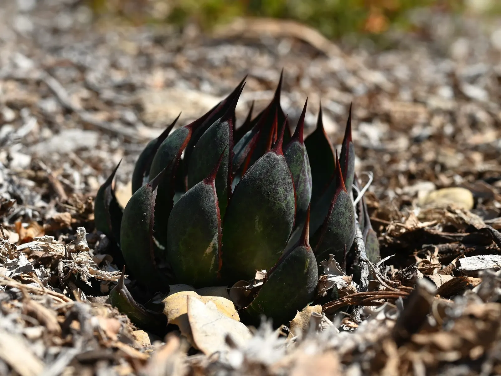 Silver Fox Mangave (Mangave 'Silver Fox') — Ideal for rock gardens or as a container specimen