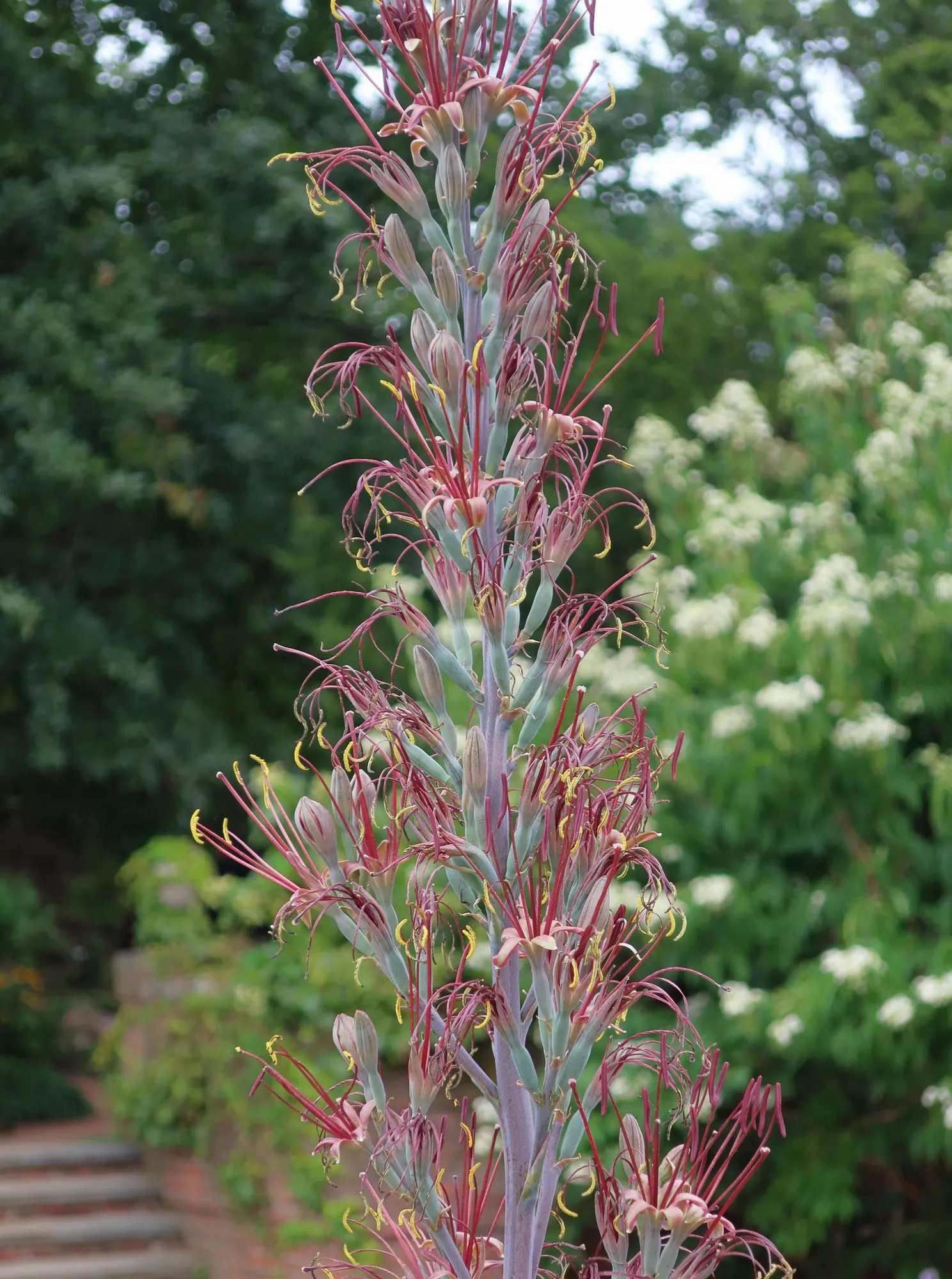 Silver Fox Mangave (Mangave 'Silver Fox') — revealing their heavily imprinted silvery-white patterns against a blue-green backdrop