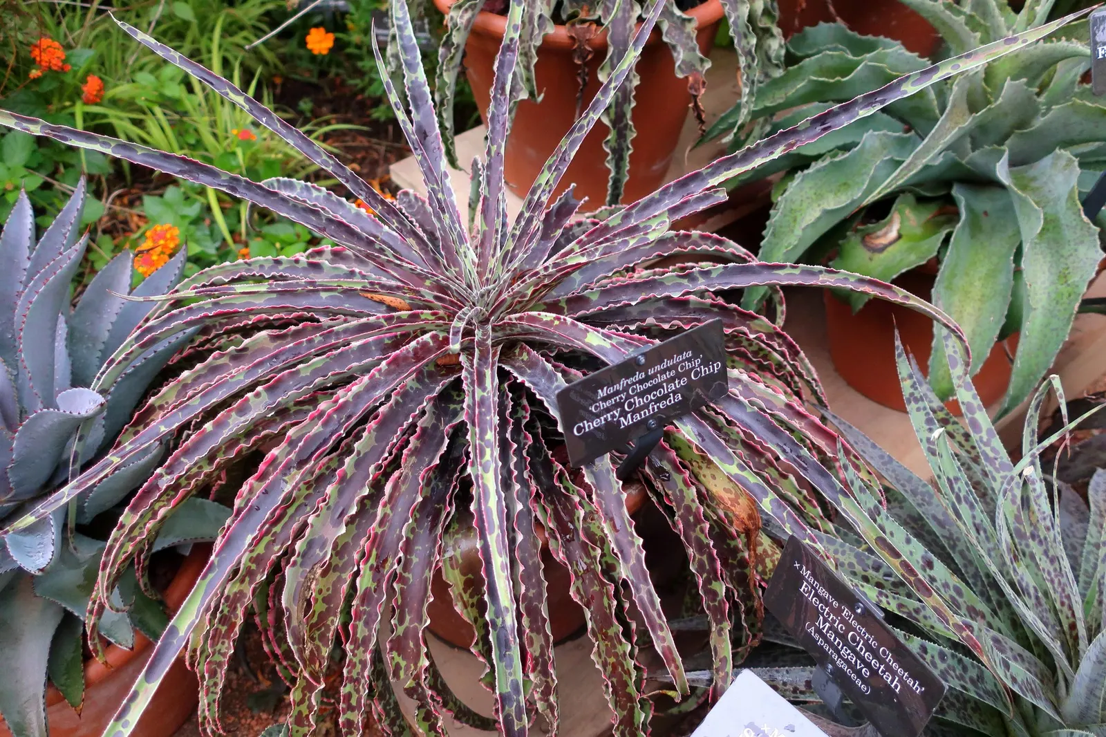 Silver Fox Mangave (Mangave 'Silver Fox') — Its leaves display curling edges, intensifying its textural appearance