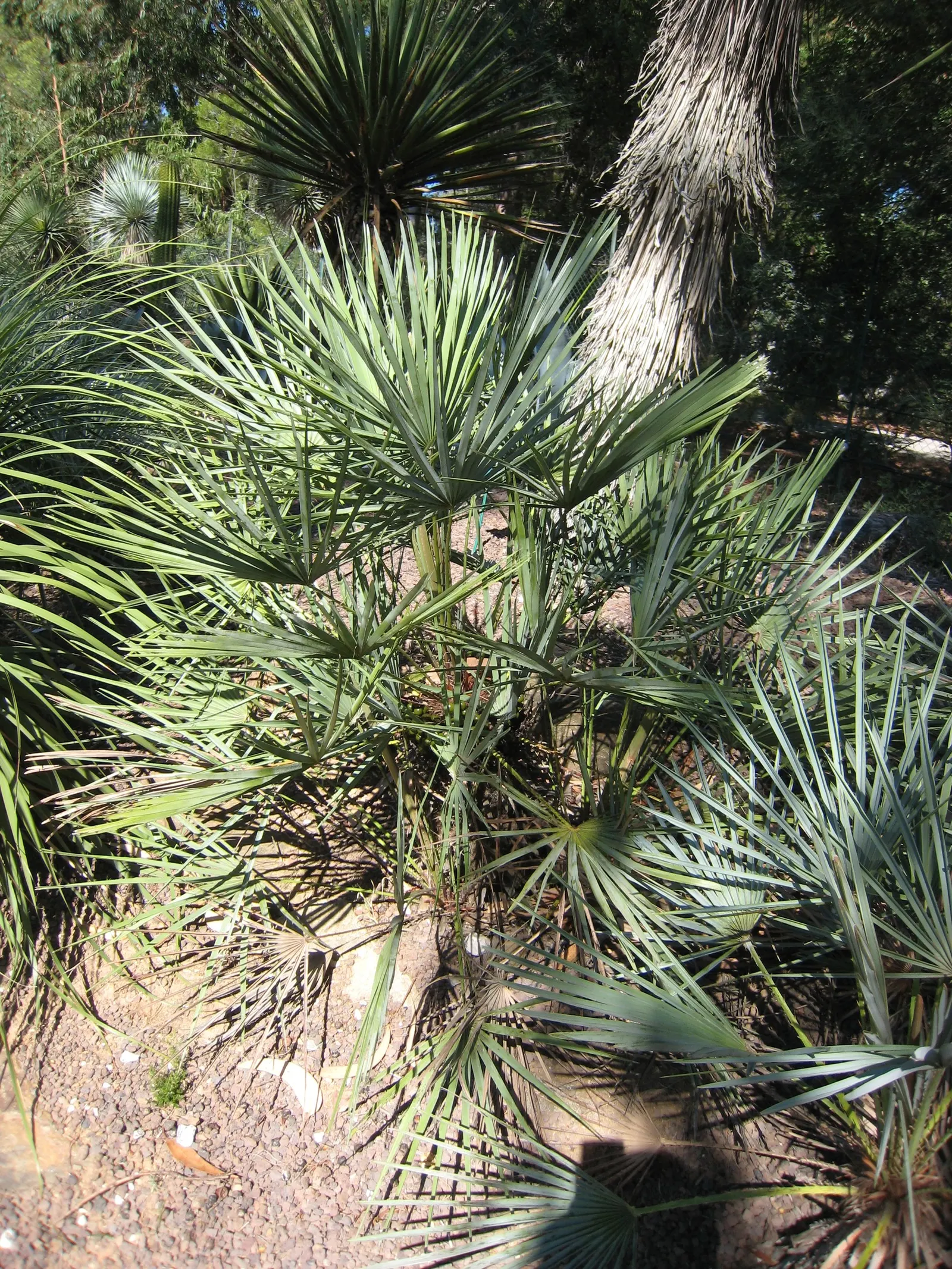 Moroccan Blue Palm (Chamaerops Humilis 'Cerifera') — The Moroccan Blue Palm or Chamaerops humilis 'Cerifera' is a drought-tolerant