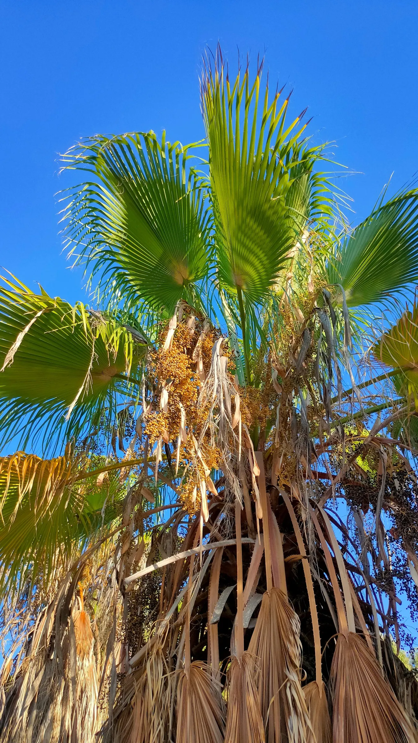 Moroccan Blue Palm (Chamaerops Humilis 'Cerifera') — Notable for its silvery-blue foliage, this slow-growing, cold-hardy fan palm clumps naturally