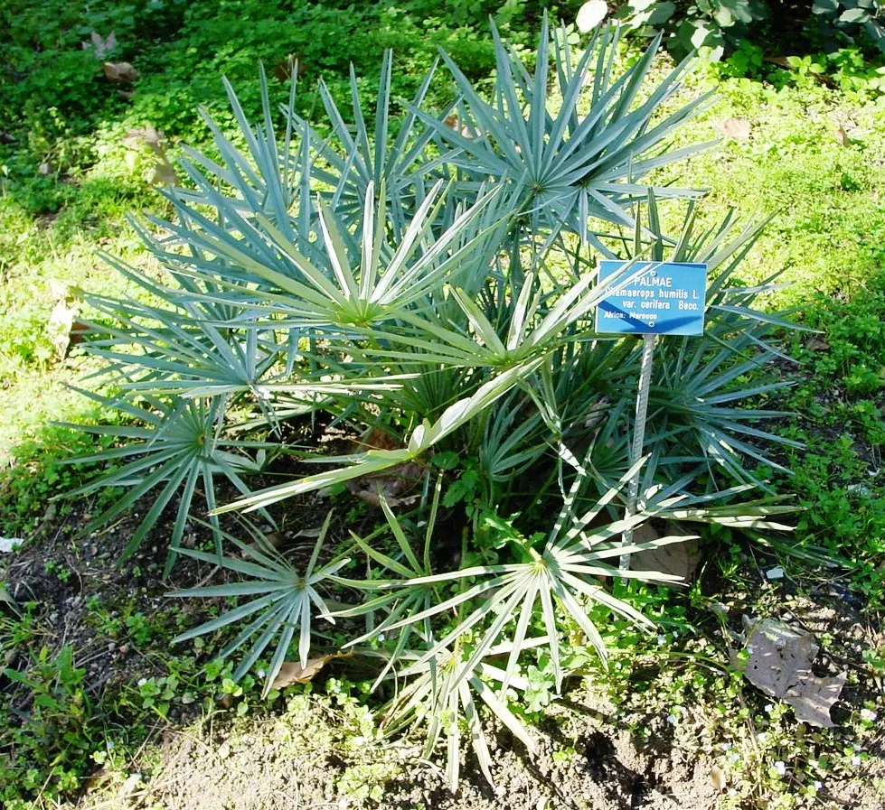 Moroccan Blue Palm (Chamaerops Humilis 'Cerifera') — compact palm growing up to 6-15 feet high and 4-8 feet wide