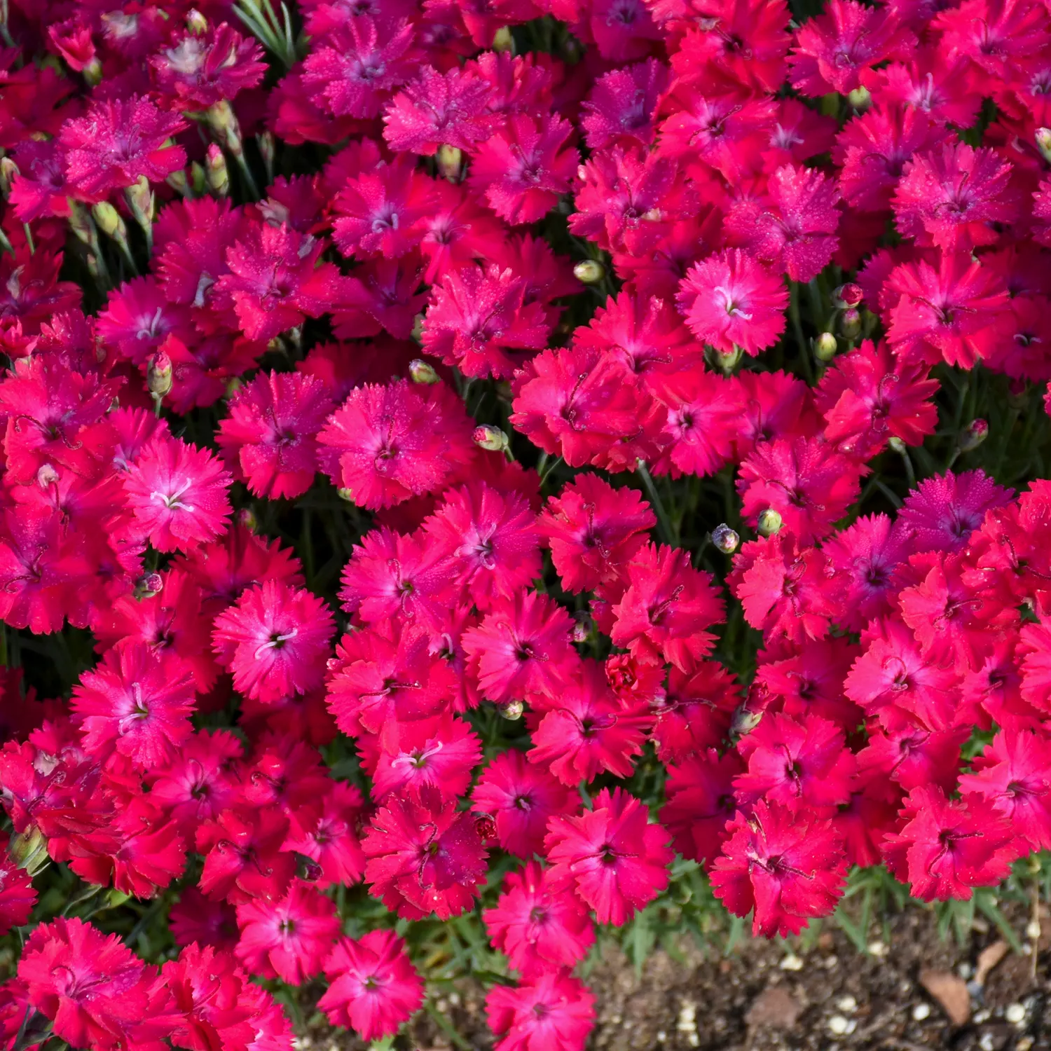 'Paint the Town Red' Pinks (Dianthus hybrid) — Proven Winners - 'Paint the Town Red' - Pinks - Dianthus hybrid pink red deep magenta red plant details